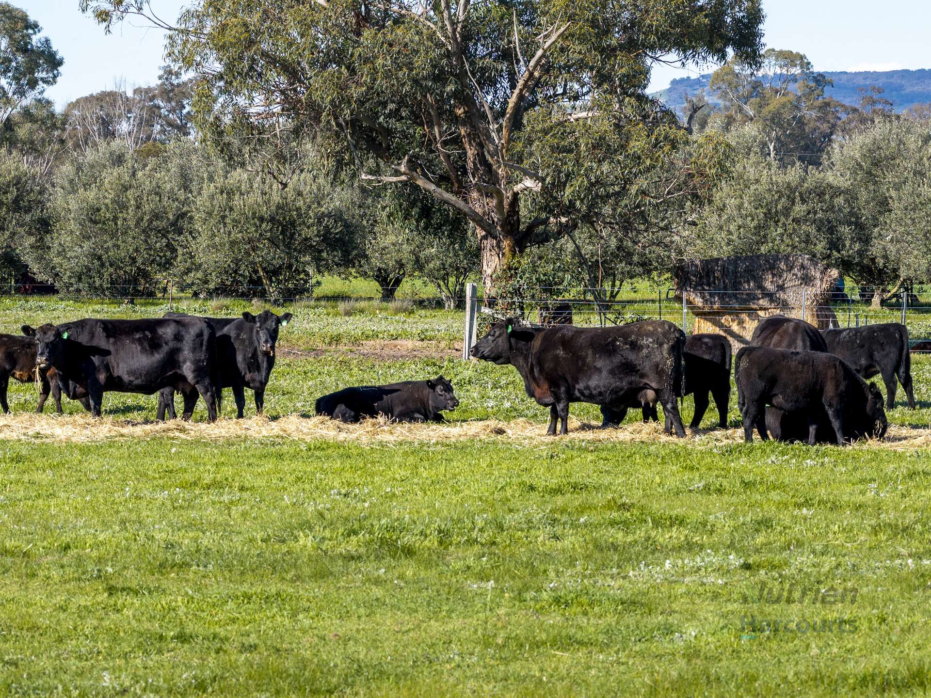 290 Riggs Creek Road, Euroa For Sale by Farmbuy.com - image 14