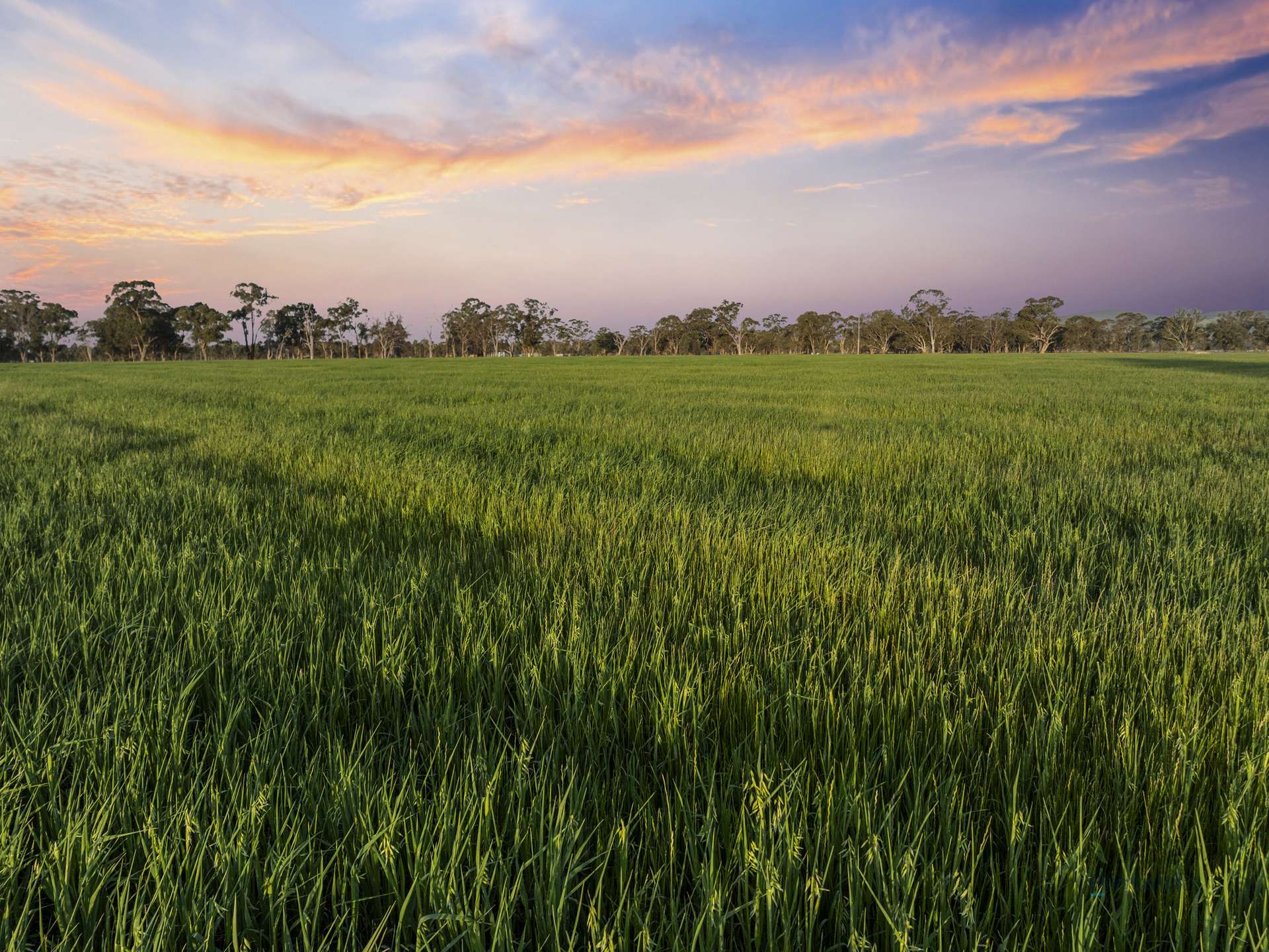290 Riggs Creek Road, Euroa For Sale by Farmbuy.com - image 35