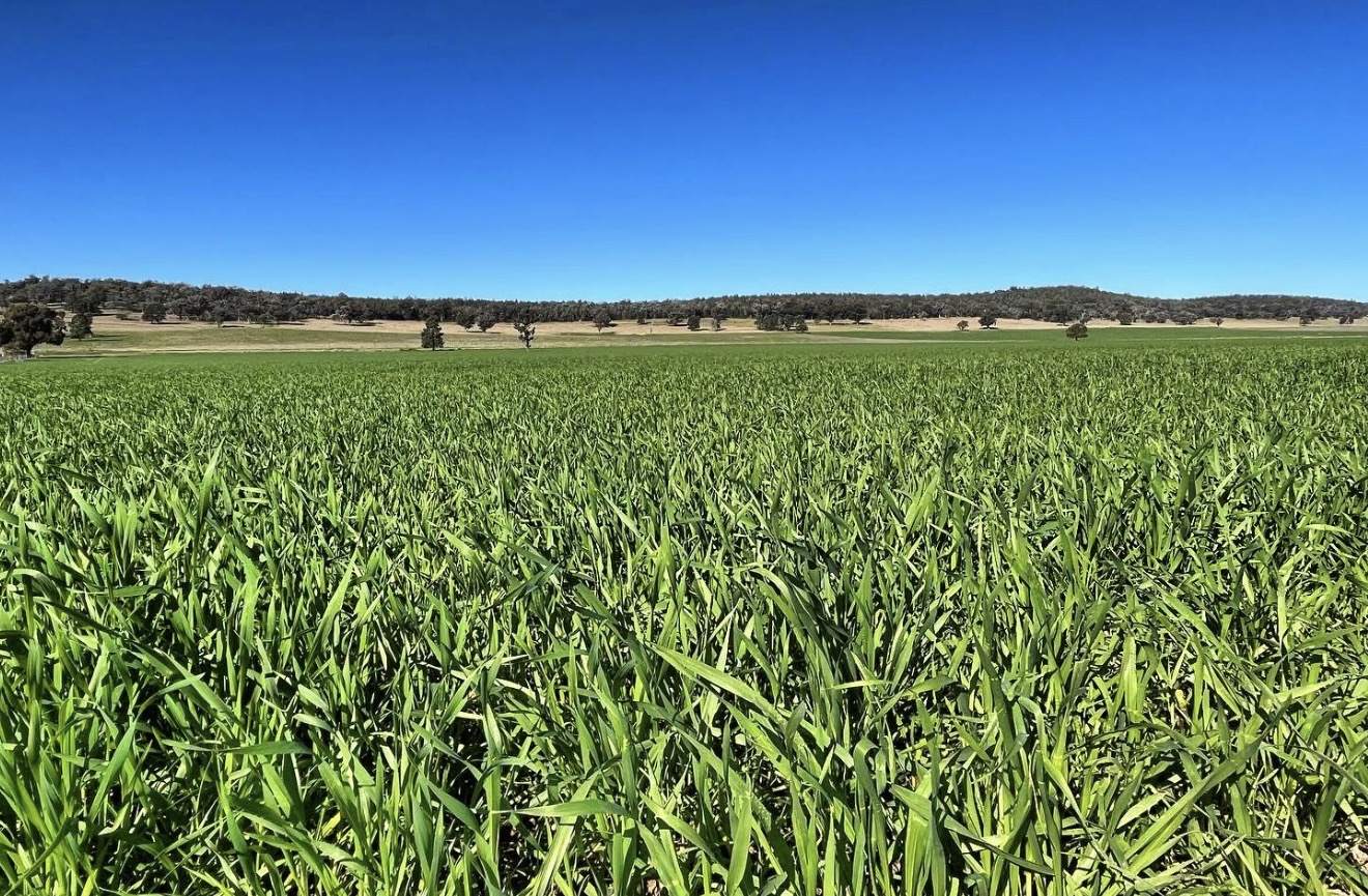 935 Nangar Road, Canowindra Auction by Farmbuy.com - image 25