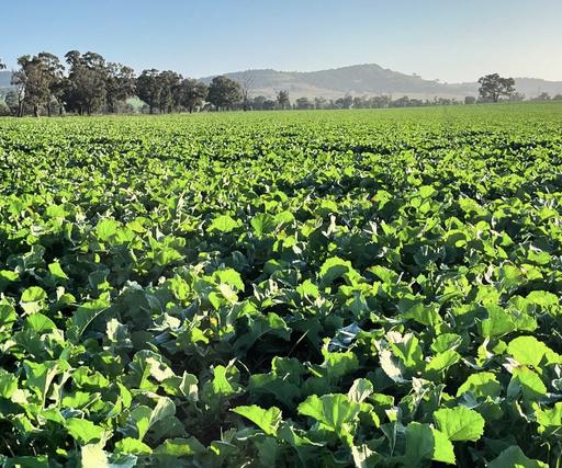 Farm Auction - NSW - Canowindra - 2804 - Multi Award Winning Broadacre Farming Country 70km to Orange 