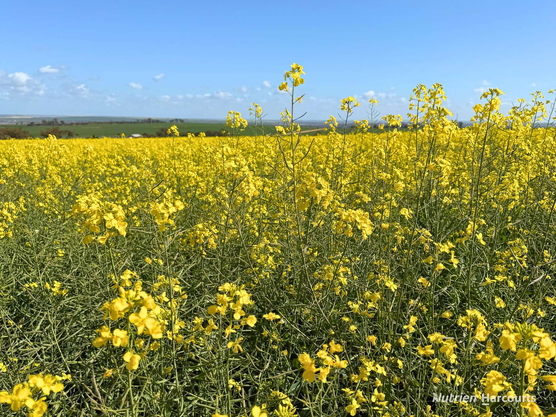 1320 Nukarni West Road, Elabbin For Sale by Farmbuy.com - image 10
