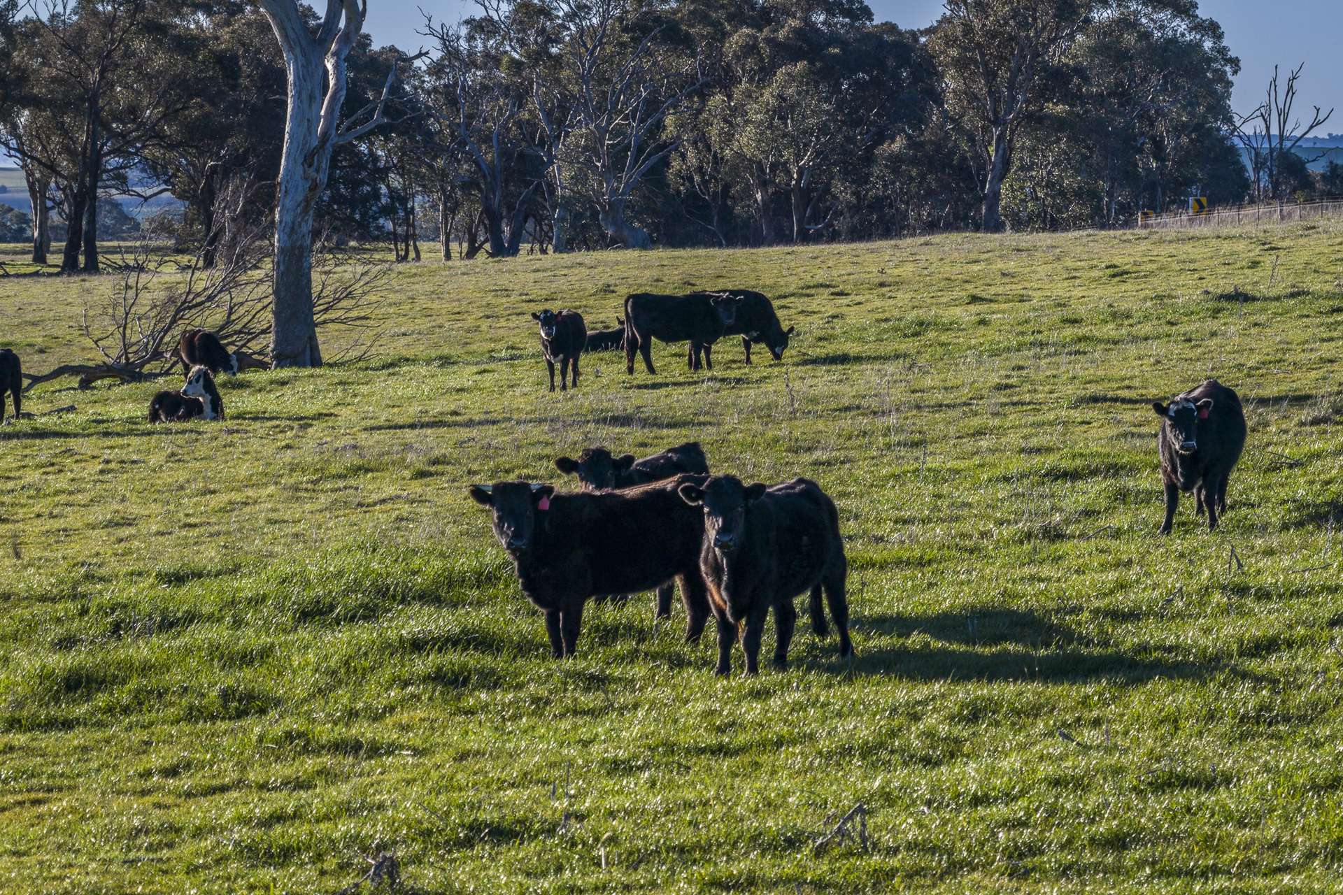 51 Normanhurst Lane, Boorowa Auction by Farmbuy.com - image 34