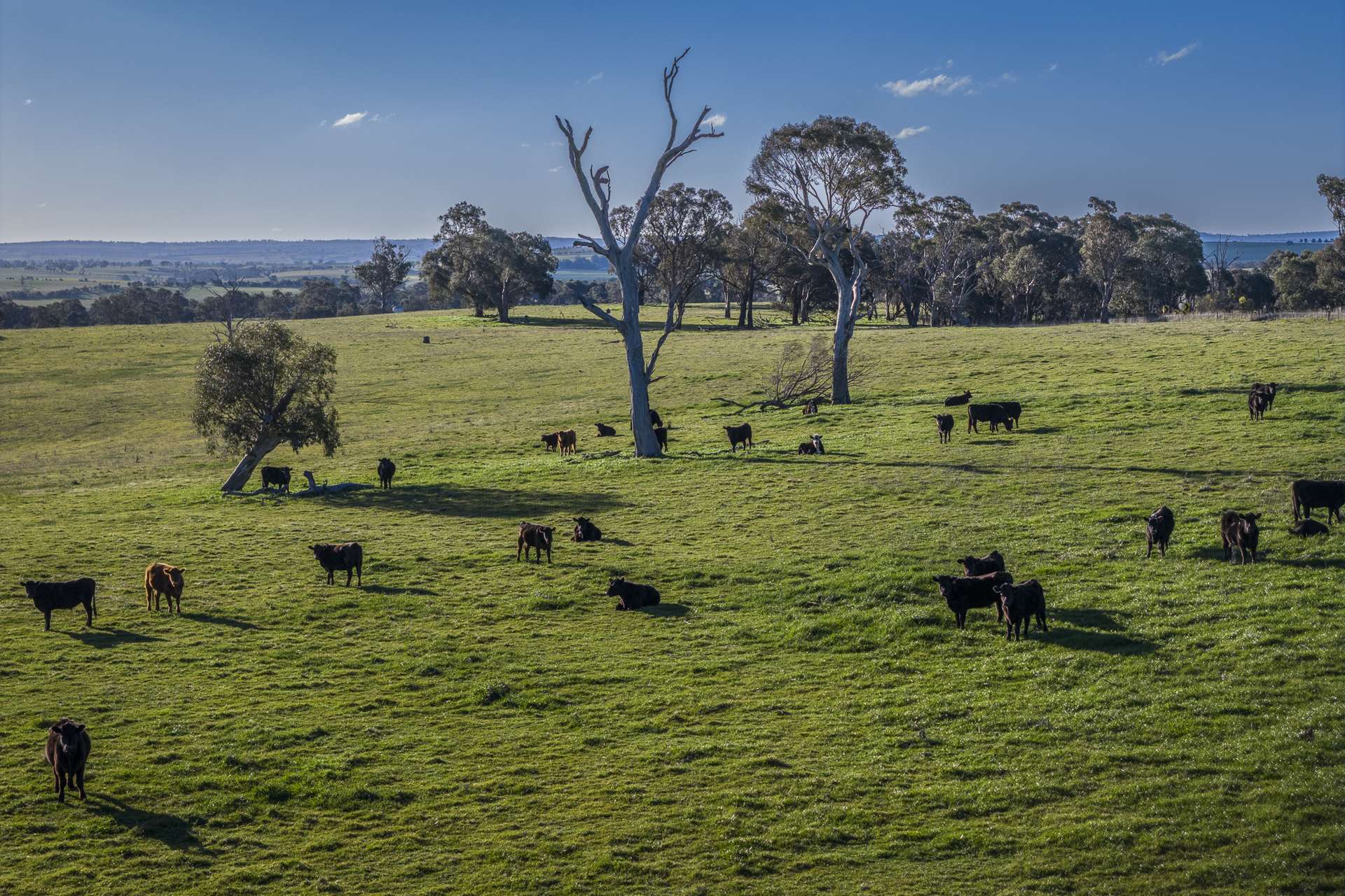 51 Normanhurst Lane, Boorowa Auction by Farmbuy.com - image 28