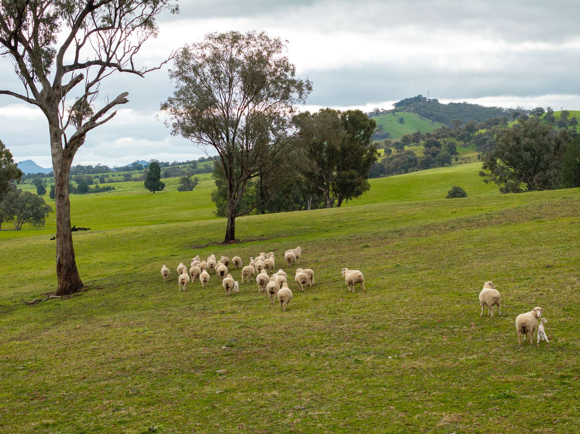 1285 Yerong Creek Mangoplah Road, Mangoplah For Sale by Farmbuy.com - image 4