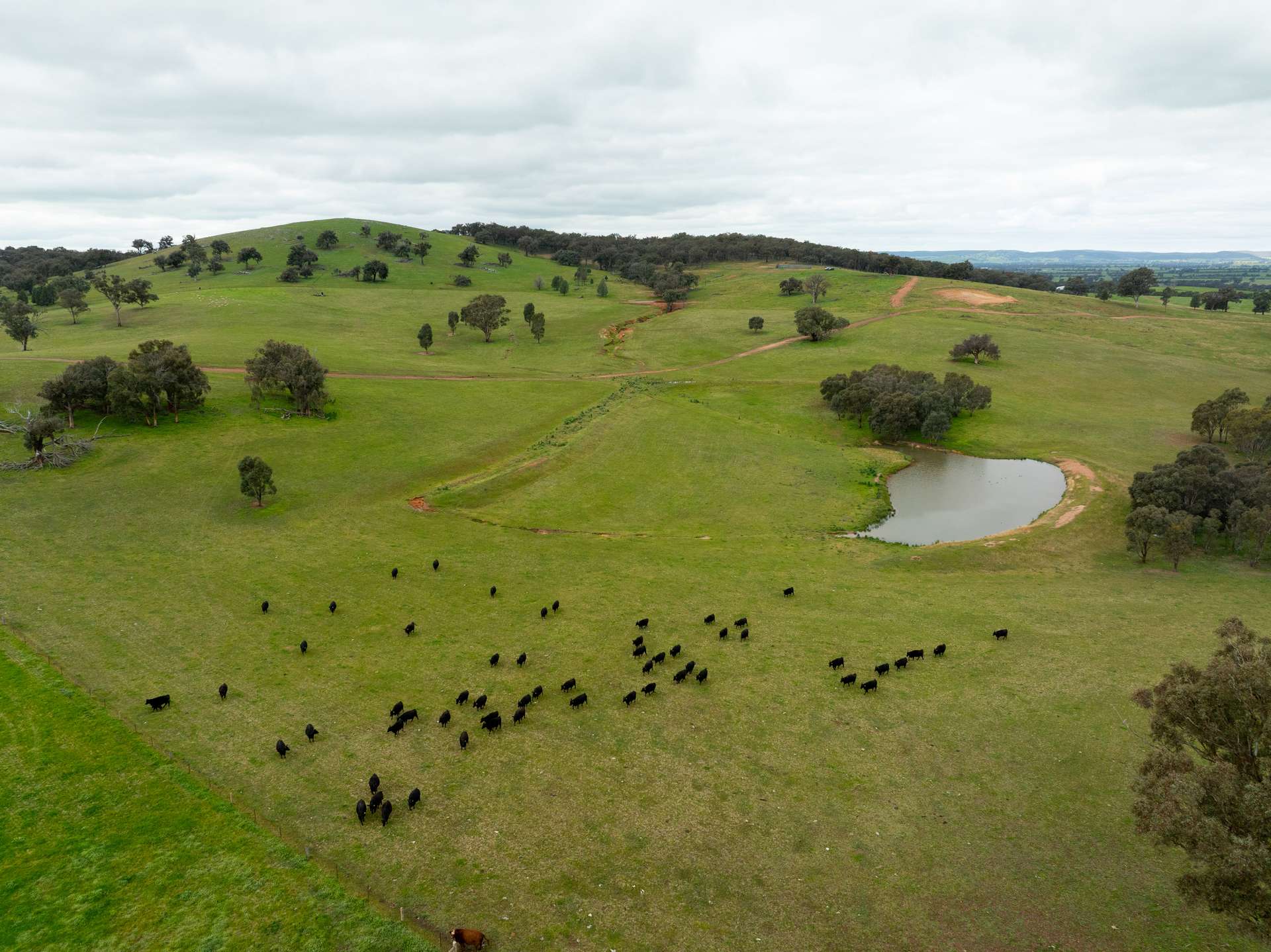 1285 Yerong Creek Mangoplah Road, Mangoplah For Sale by Farmbuy.com - image 10