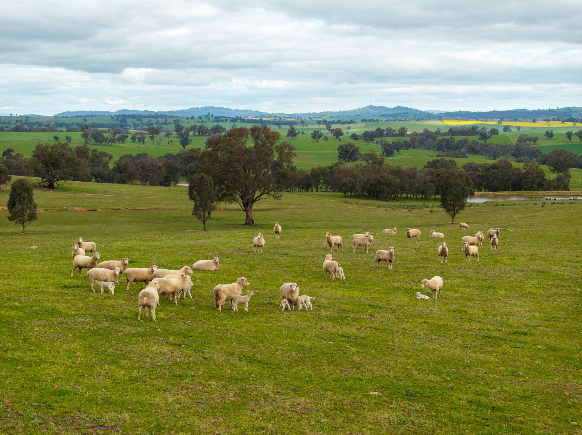 1285 Yerong Creek Mangoplah Road, Mangoplah For Sale by Farmbuy.com - image 14