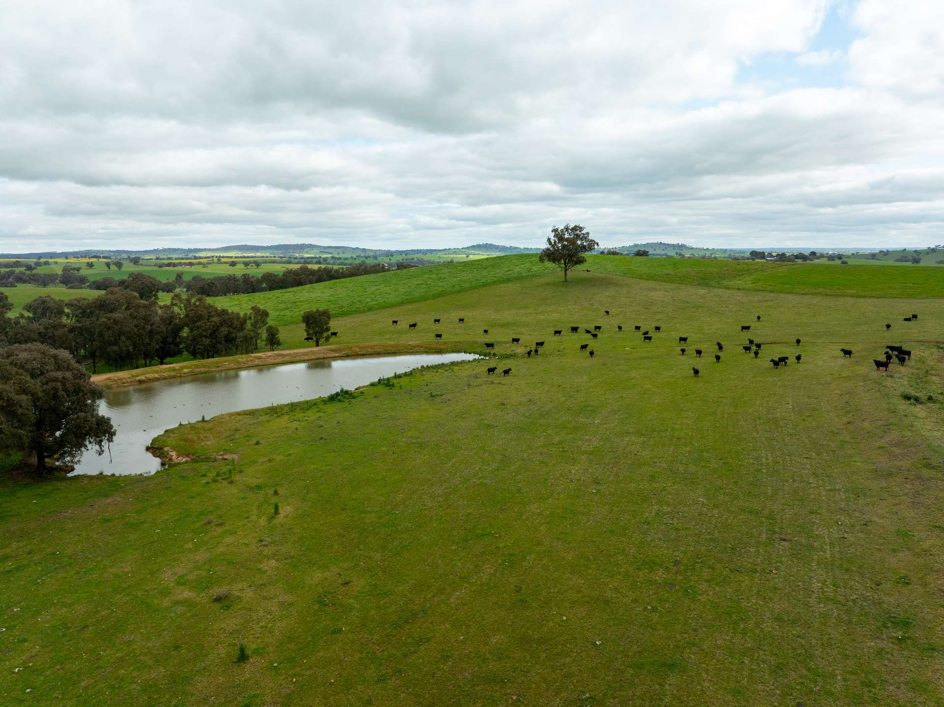 1285 Yerong Creek Mangoplah Road, Mangoplah For Sale by Farmbuy.com - image 7