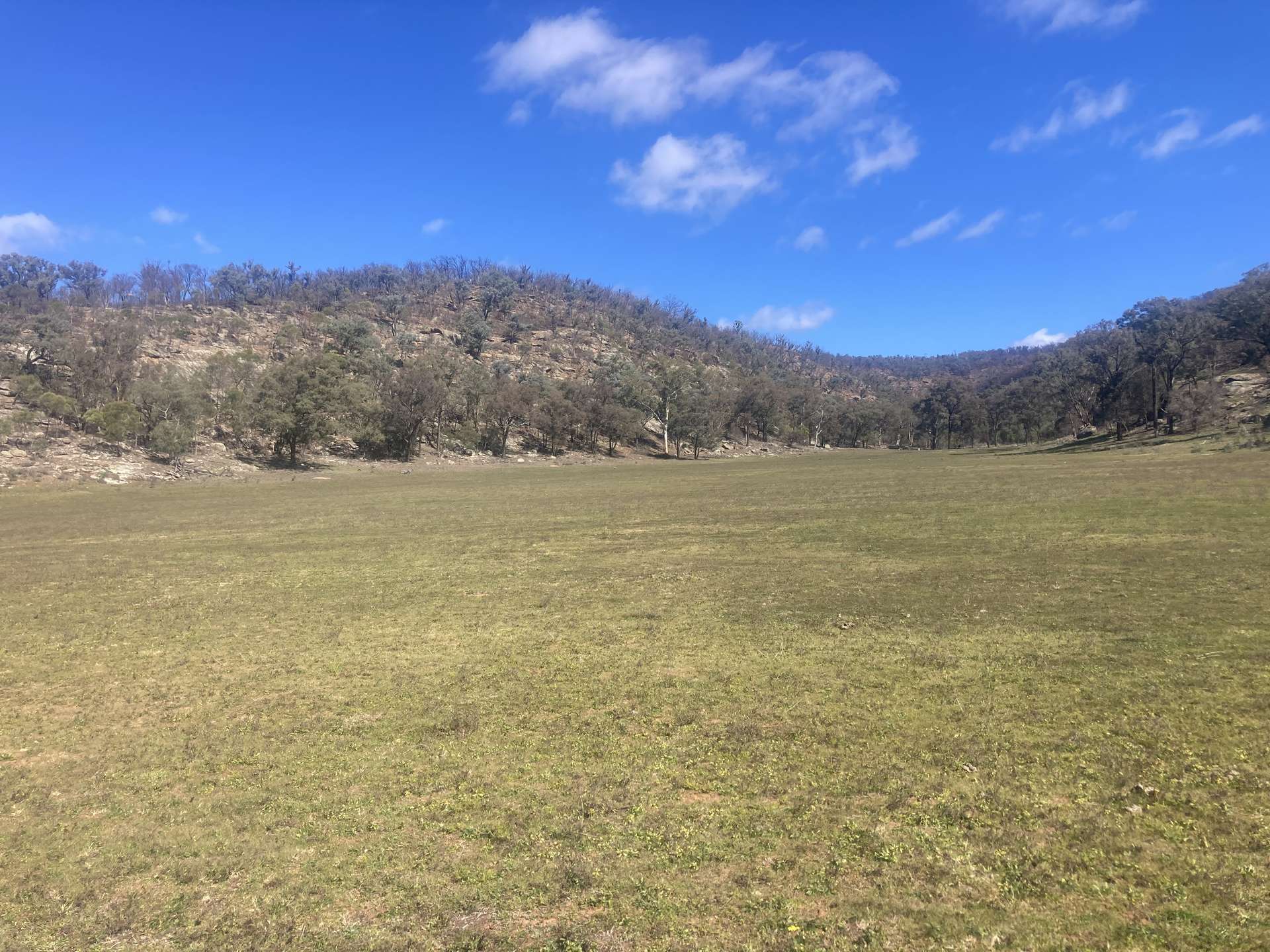 1950 FLAGGS ROAD, Gungal For Sale by Farmbuy.com - image 3