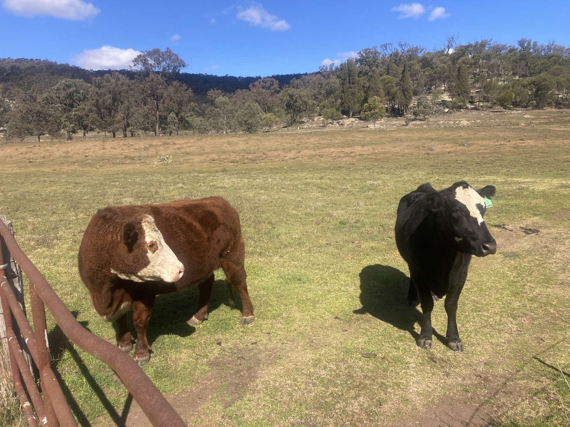 1950 FLAGGS ROAD, Gungal For Sale by Farmbuy.com - image 13