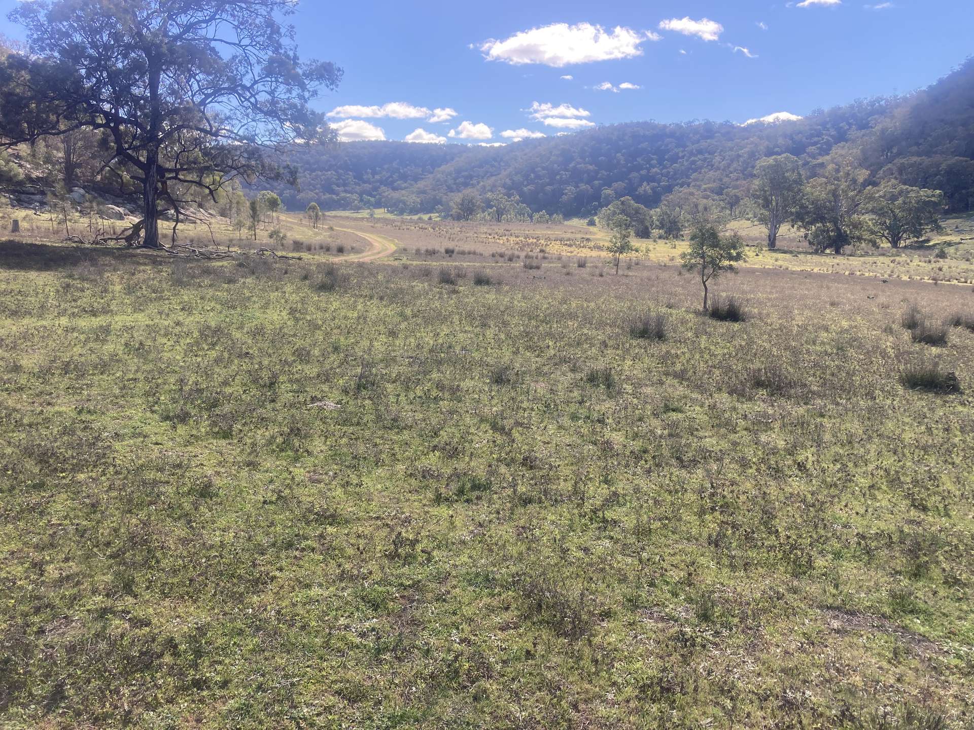1950 FLAGGS ROAD, Gungal For Sale by Farmbuy.com - image 17