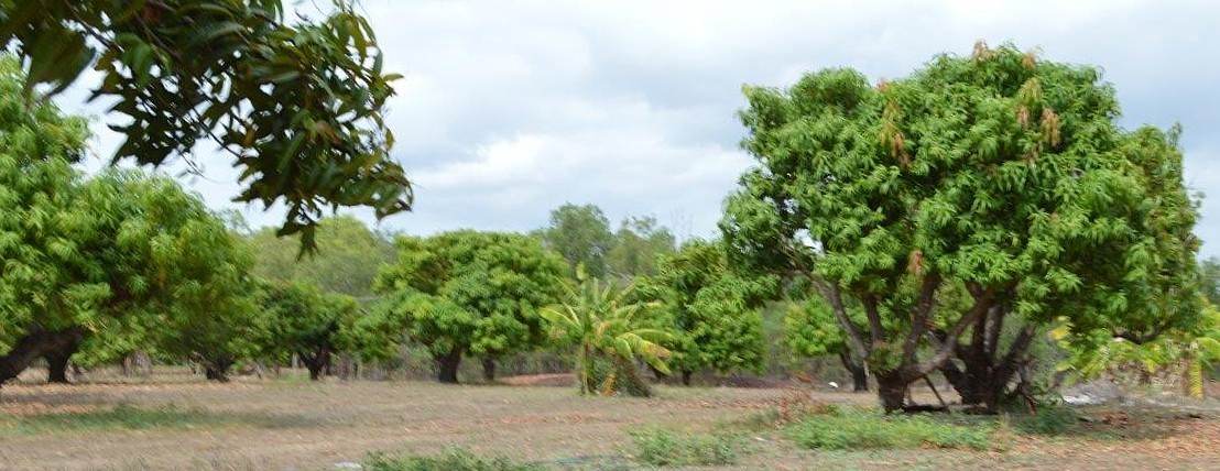 135 Trenow Road, Darwin River For Sale by Farmbuy.com - image 14