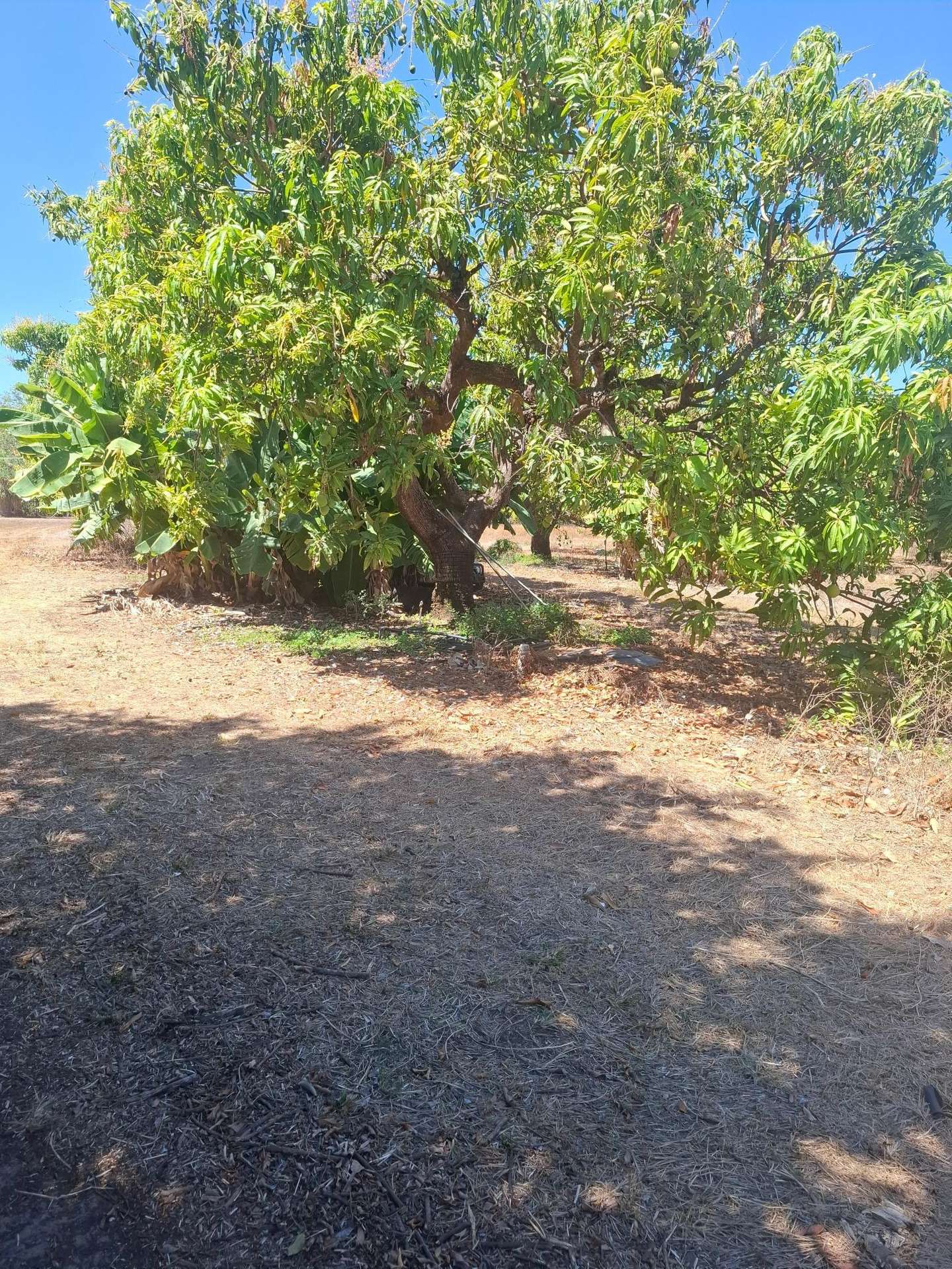 135 Trenow Road, Darwin River For Sale by Farmbuy.com - image 12