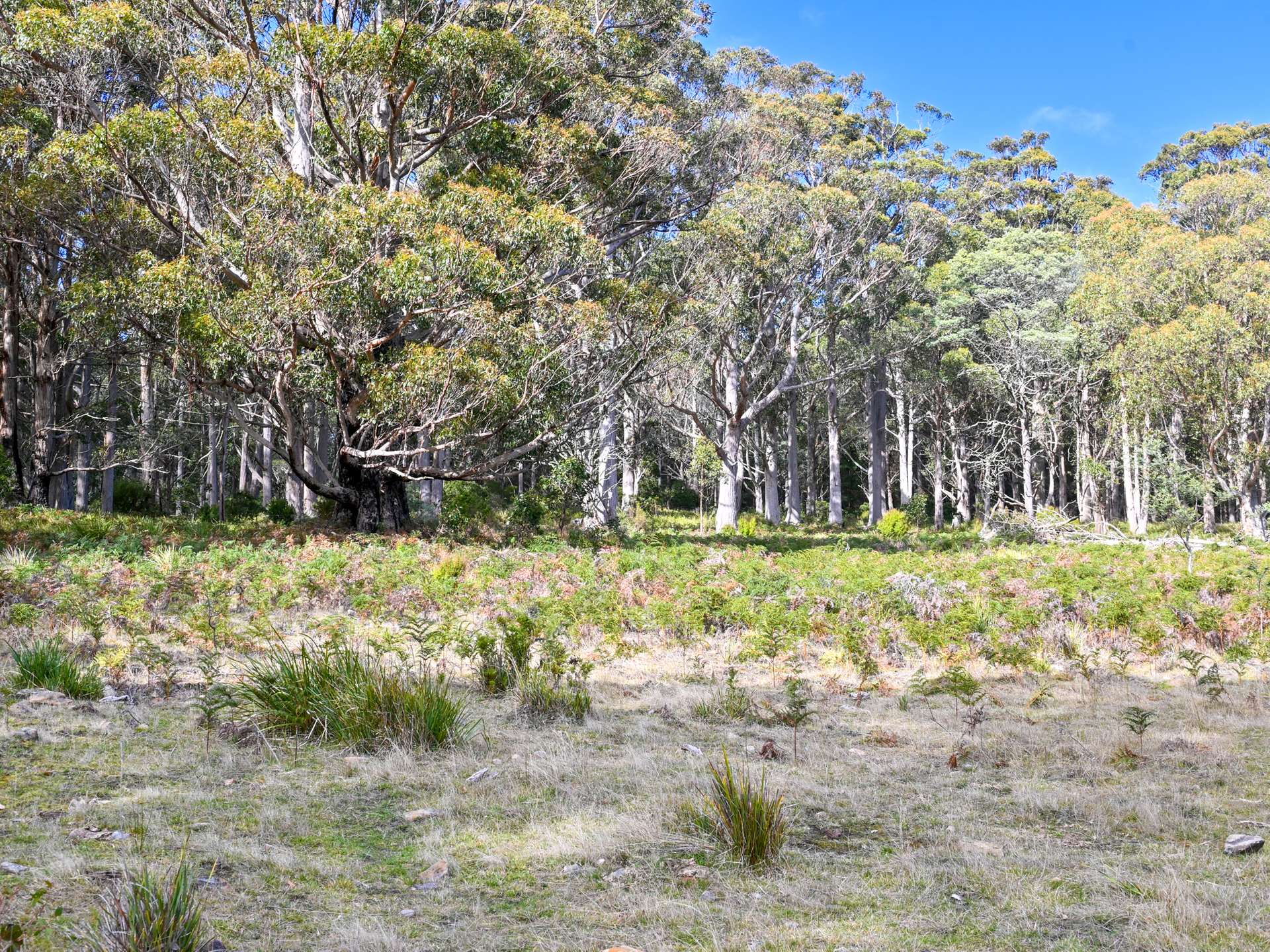 Lot 2,  Crosswells Road, Mount Lloyd For Sale by Farmbuy.com - image 16
