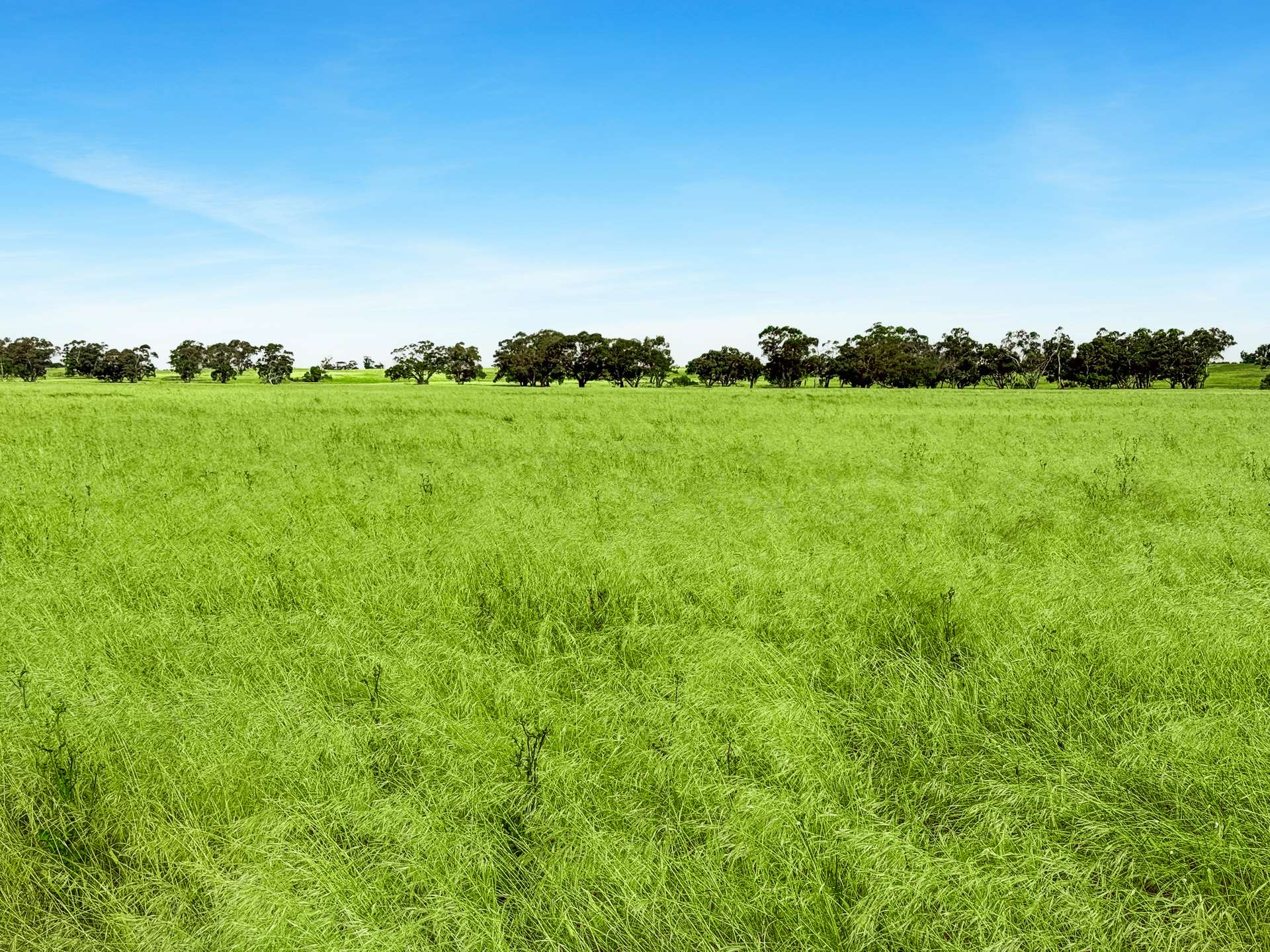 Lot 68 Penniment Road, Bordertown For Sale by Farmbuy.com - image 2