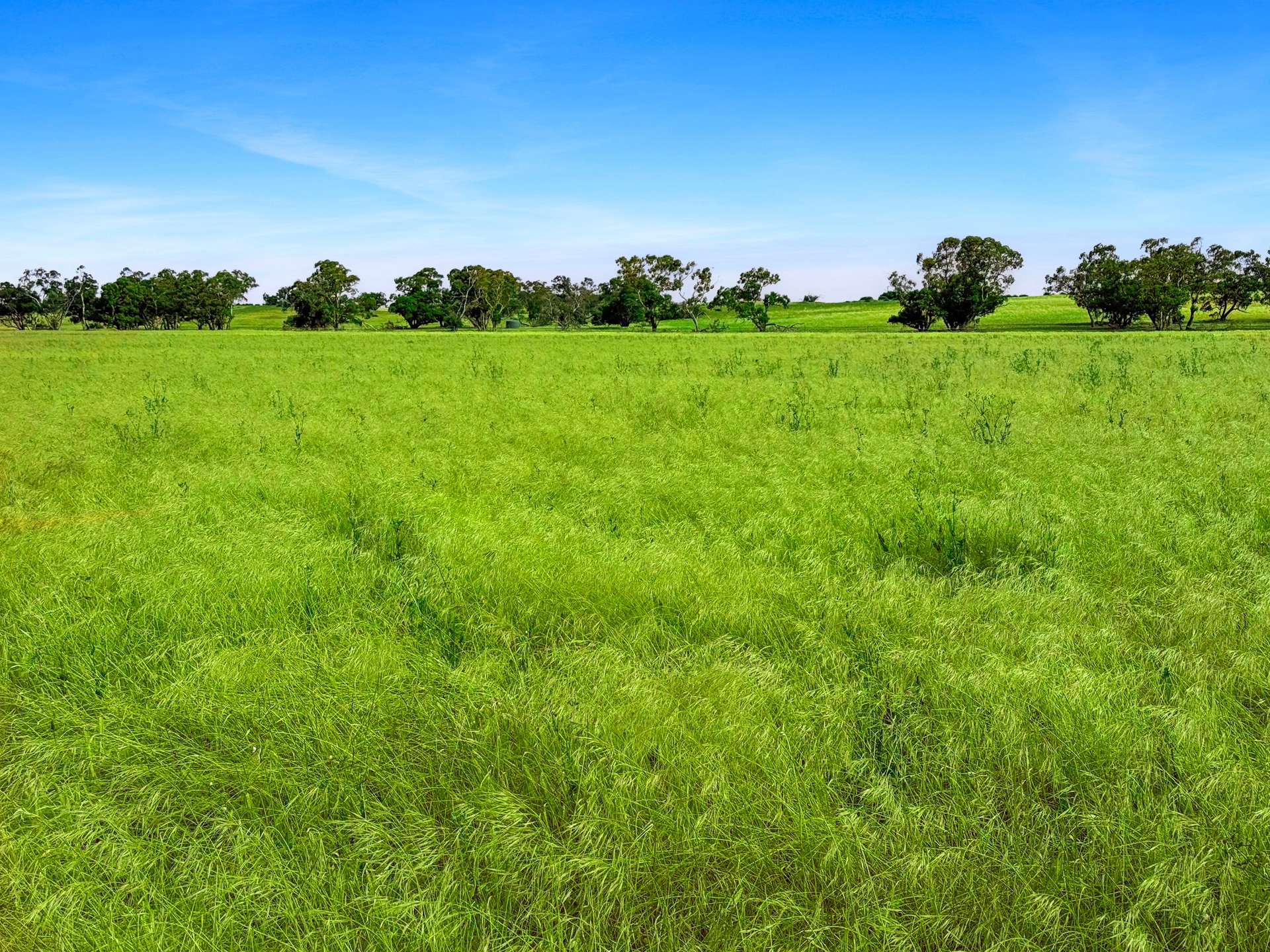 Lot 68 Penniment Road, Bordertown For Sale by Farmbuy.com - image 4