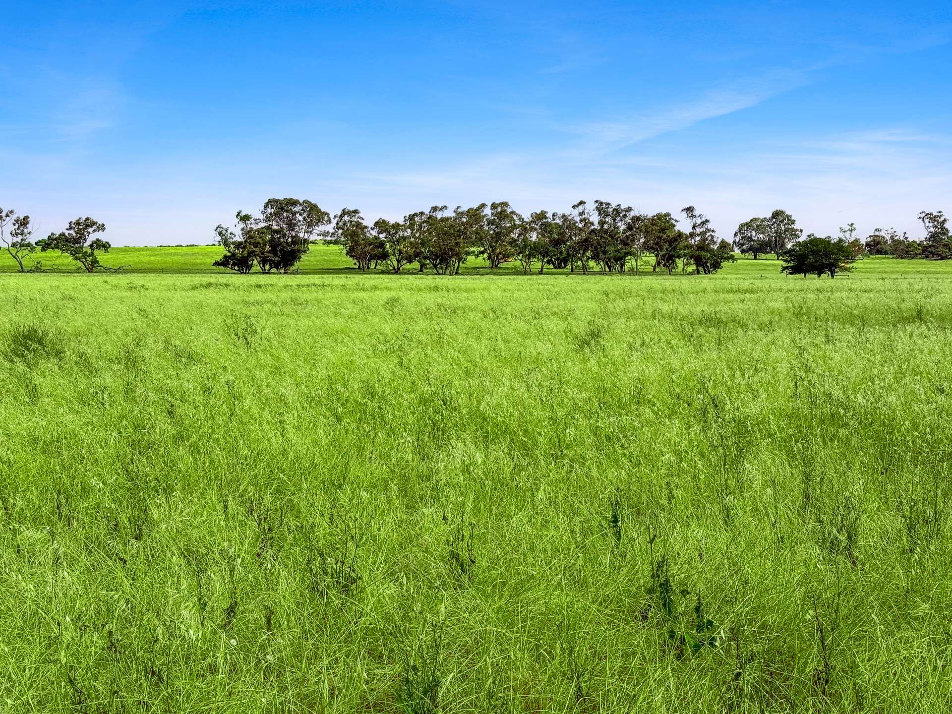 Lot 68 Penniment Road, Bordertown For Sale by Farmbuy.com - image 7
