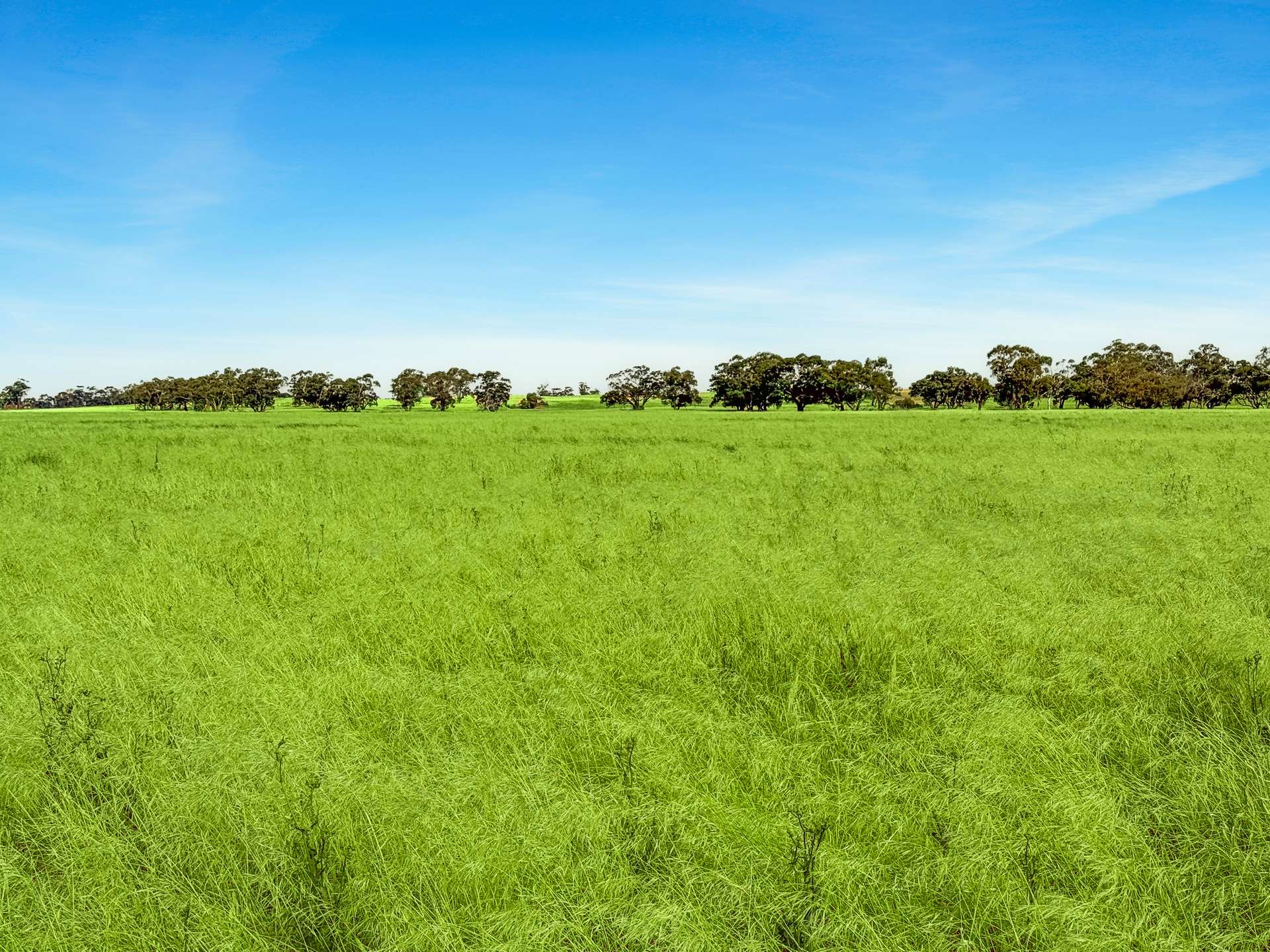 Lot 68 Penniment Road, Bordertown For Sale by Farmbuy.com - image 6