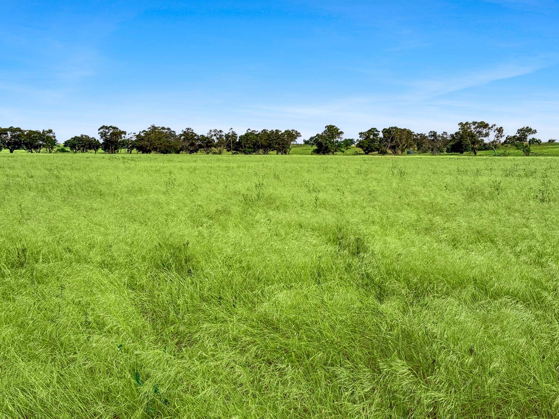 Lot 68 Penniment Road, Bordertown For Sale by Farmbuy.com - image 3