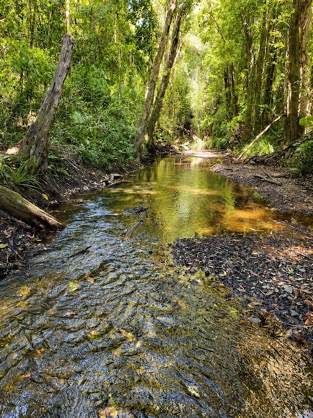394 Wahpunga Lane, Kin Kin For Sale by Farmbuy.com - image 16