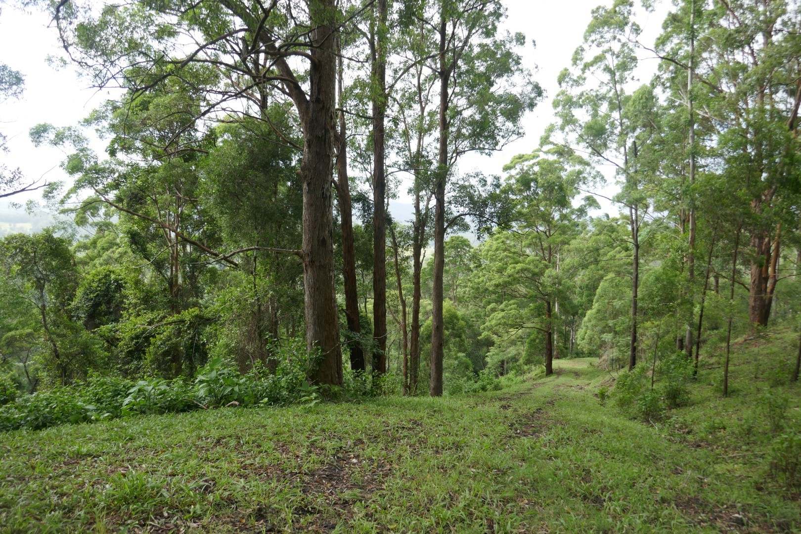 432 Sargents Road, Kyogle For Sale by Farmbuy.com - image 7