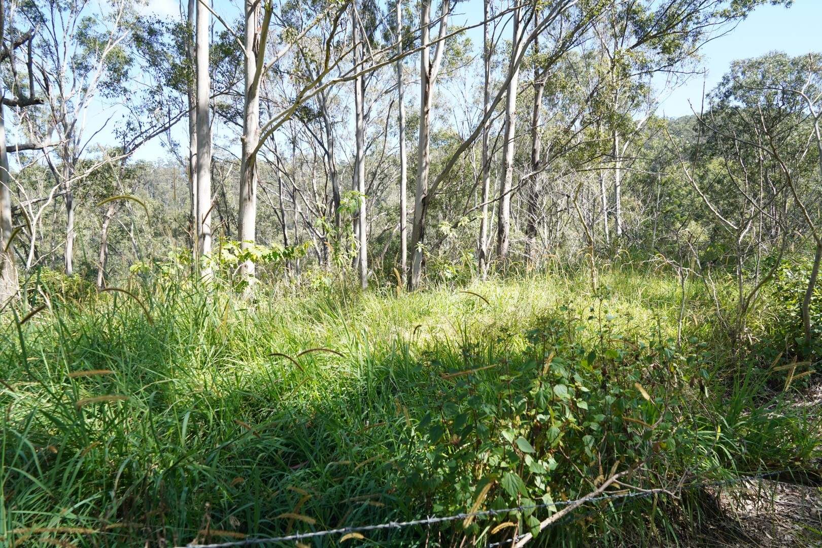 432 Sargents Road, Kyogle For Sale by Farmbuy.com - image 15