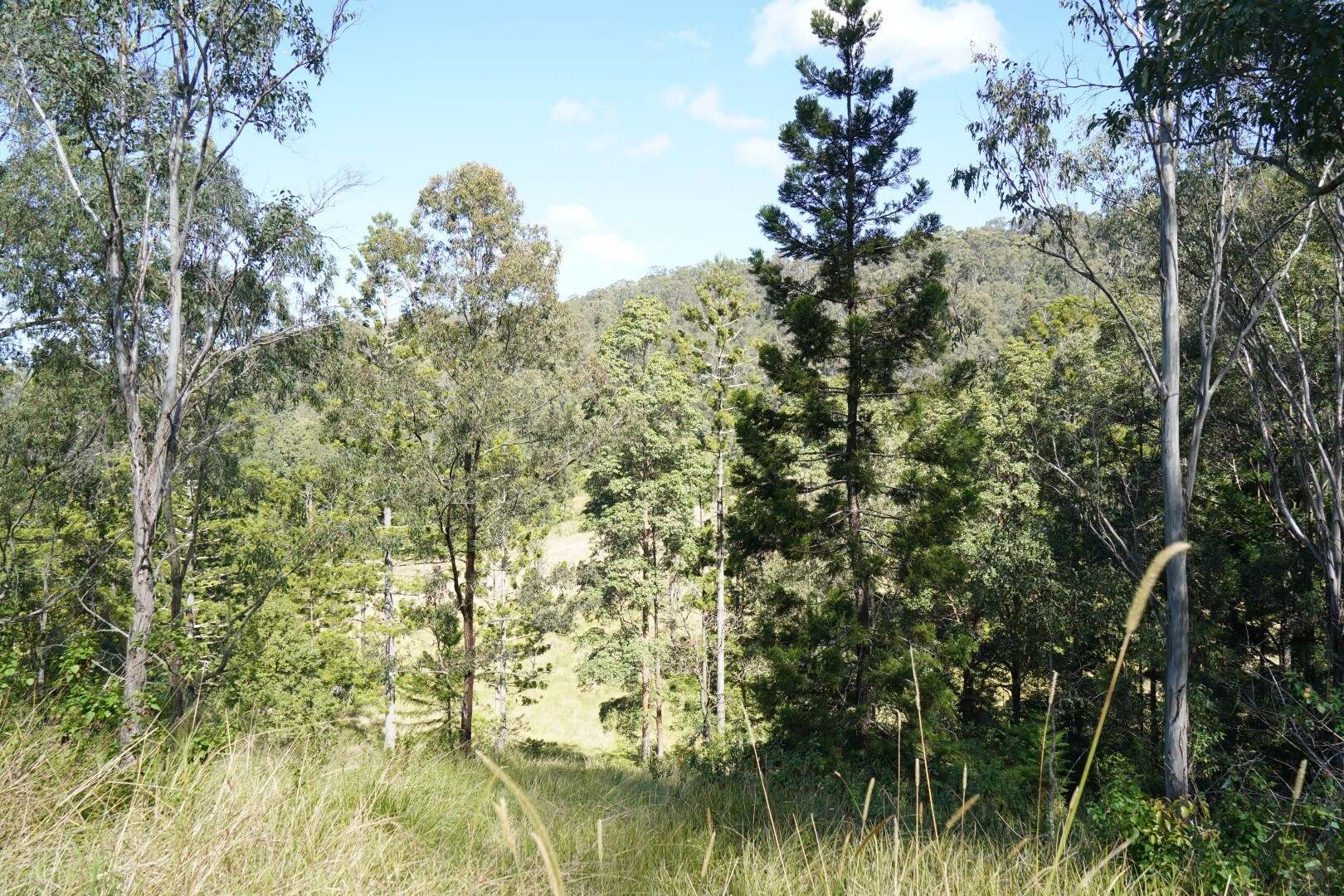 432 Sargents Road, Kyogle For Sale by Farmbuy.com - image 16