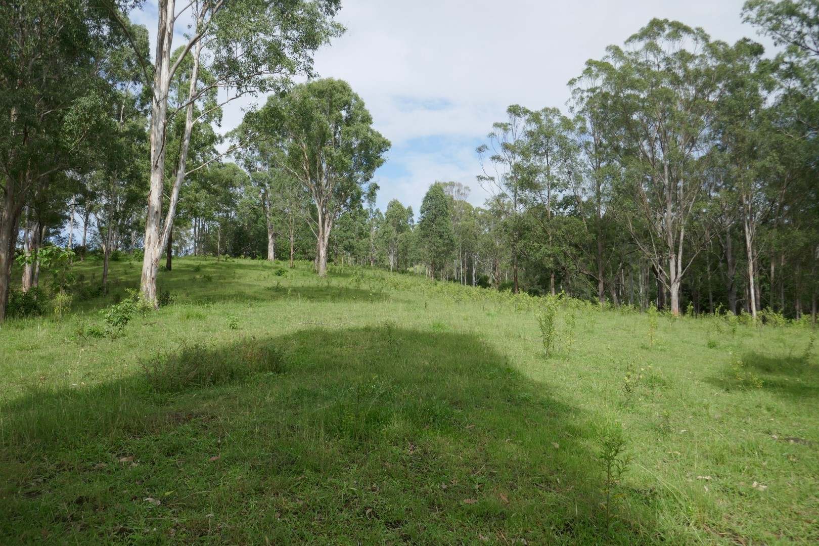 432 Sargents Road, Kyogle For Sale by Farmbuy.com - image 10