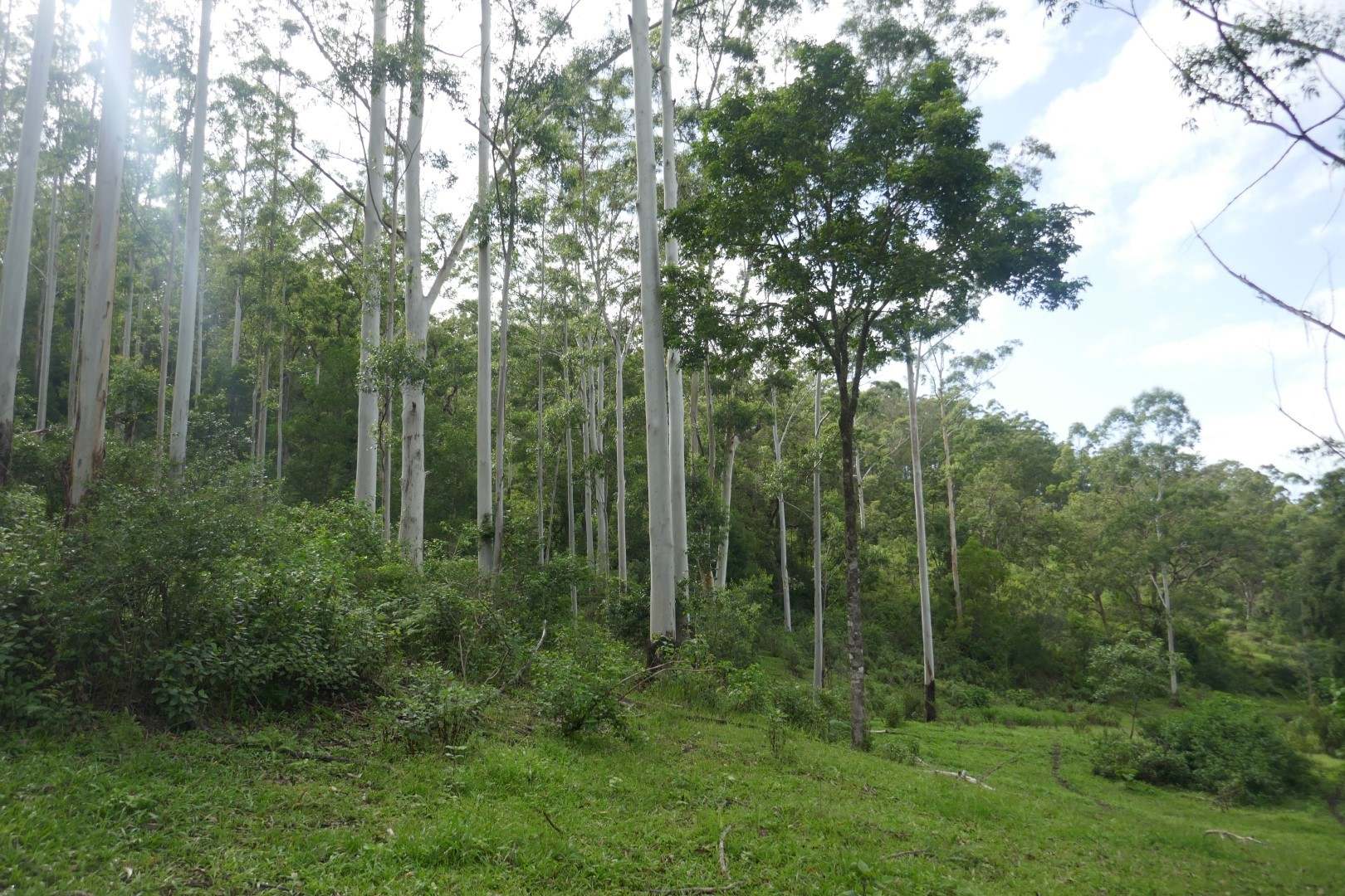 432 Sargents Road, Kyogle For Sale by Farmbuy.com - image 9