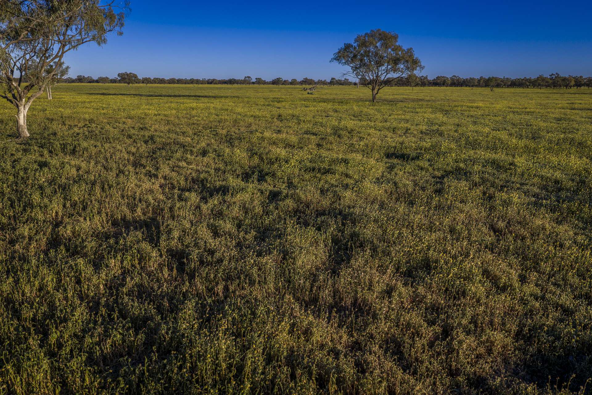 1744 Cumberdoon Way, Walgett Auction by Farmbuy.com - image 26