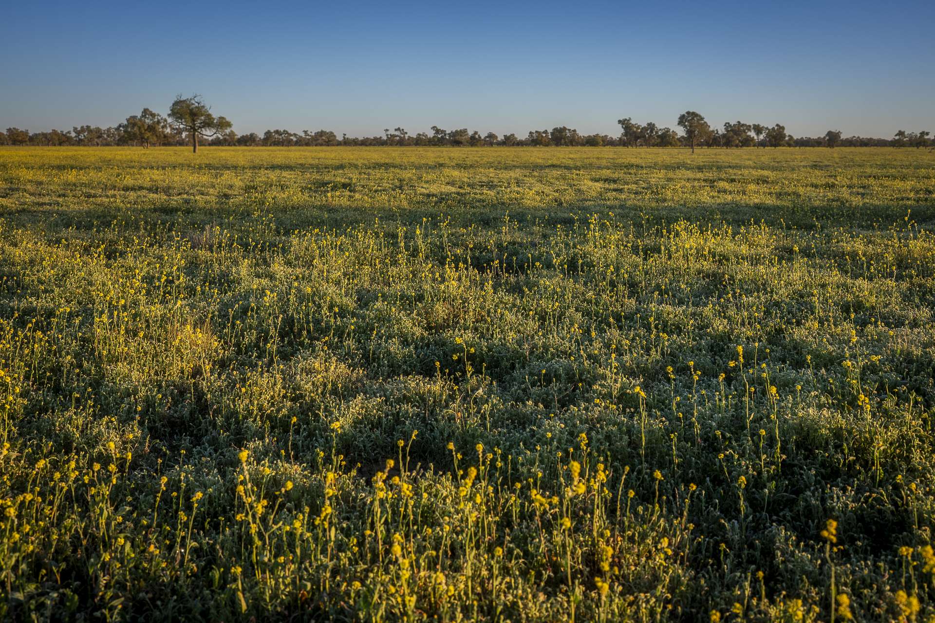 1744 Cumberdoon Way, Walgett Auction by Farmbuy.com - image 28