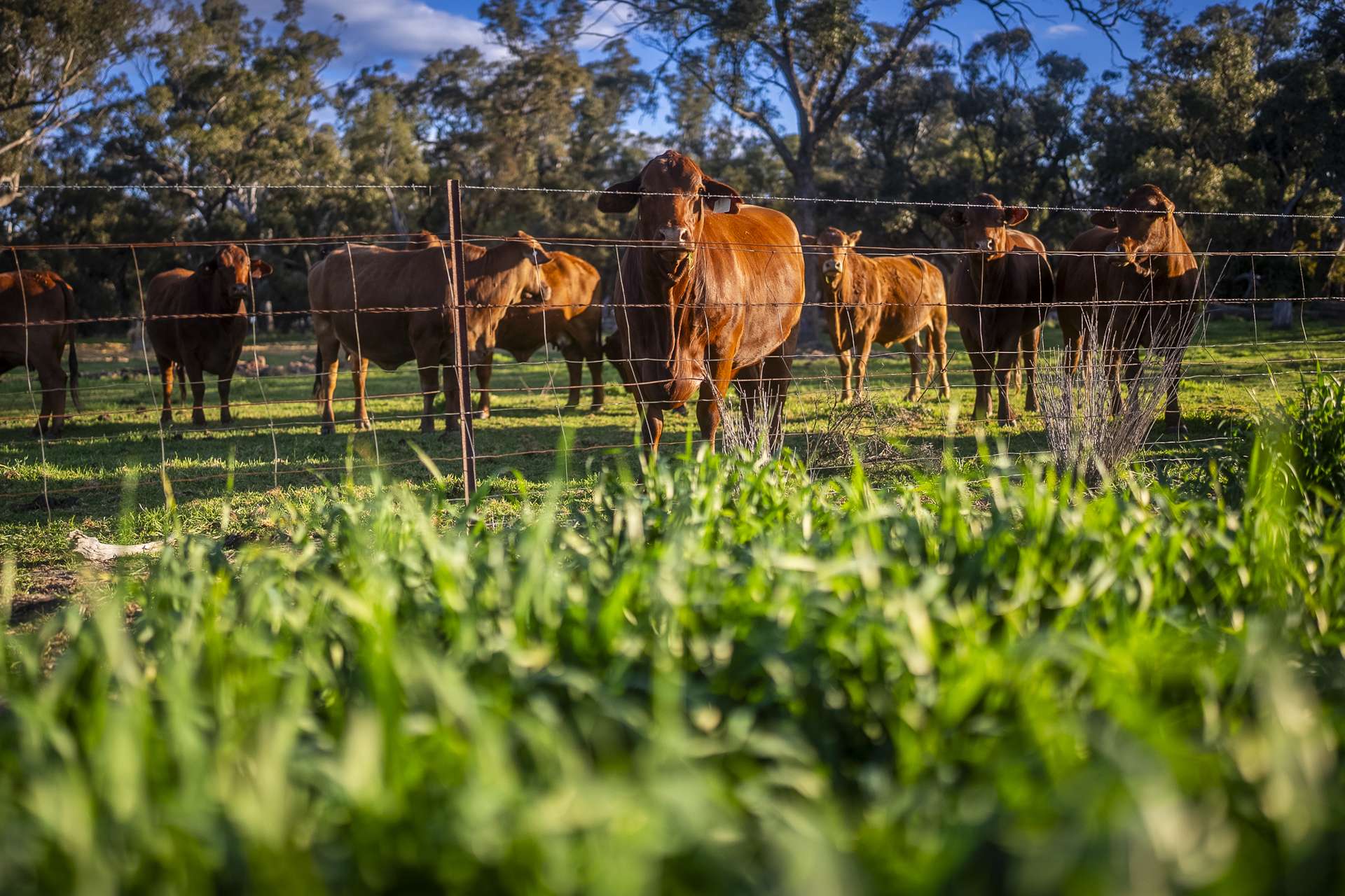 1048 Warren Road, Narromine Auction by Farmbuy.com - image 16