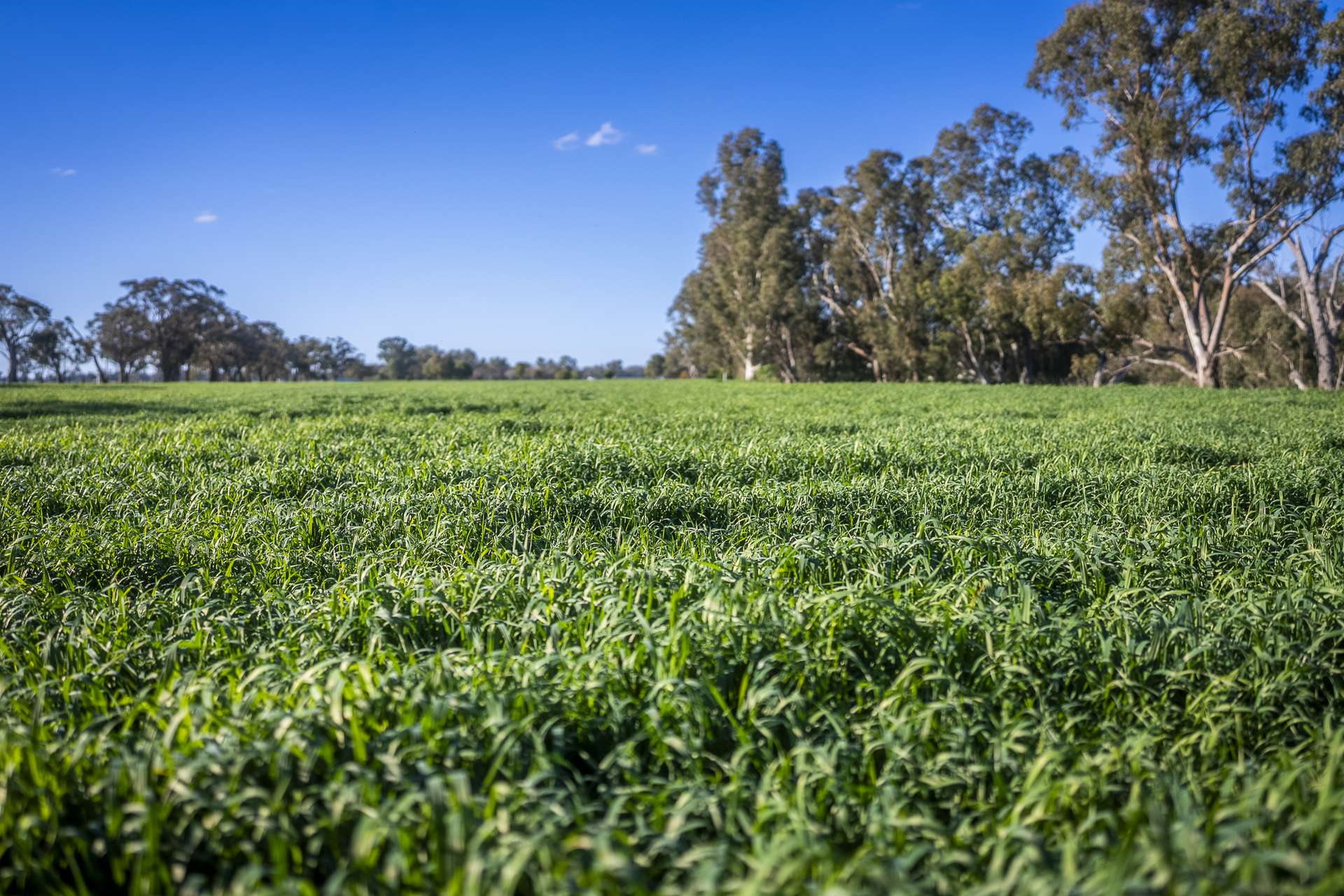 1048 Warren Road, Narromine Auction by Farmbuy.com - image 14