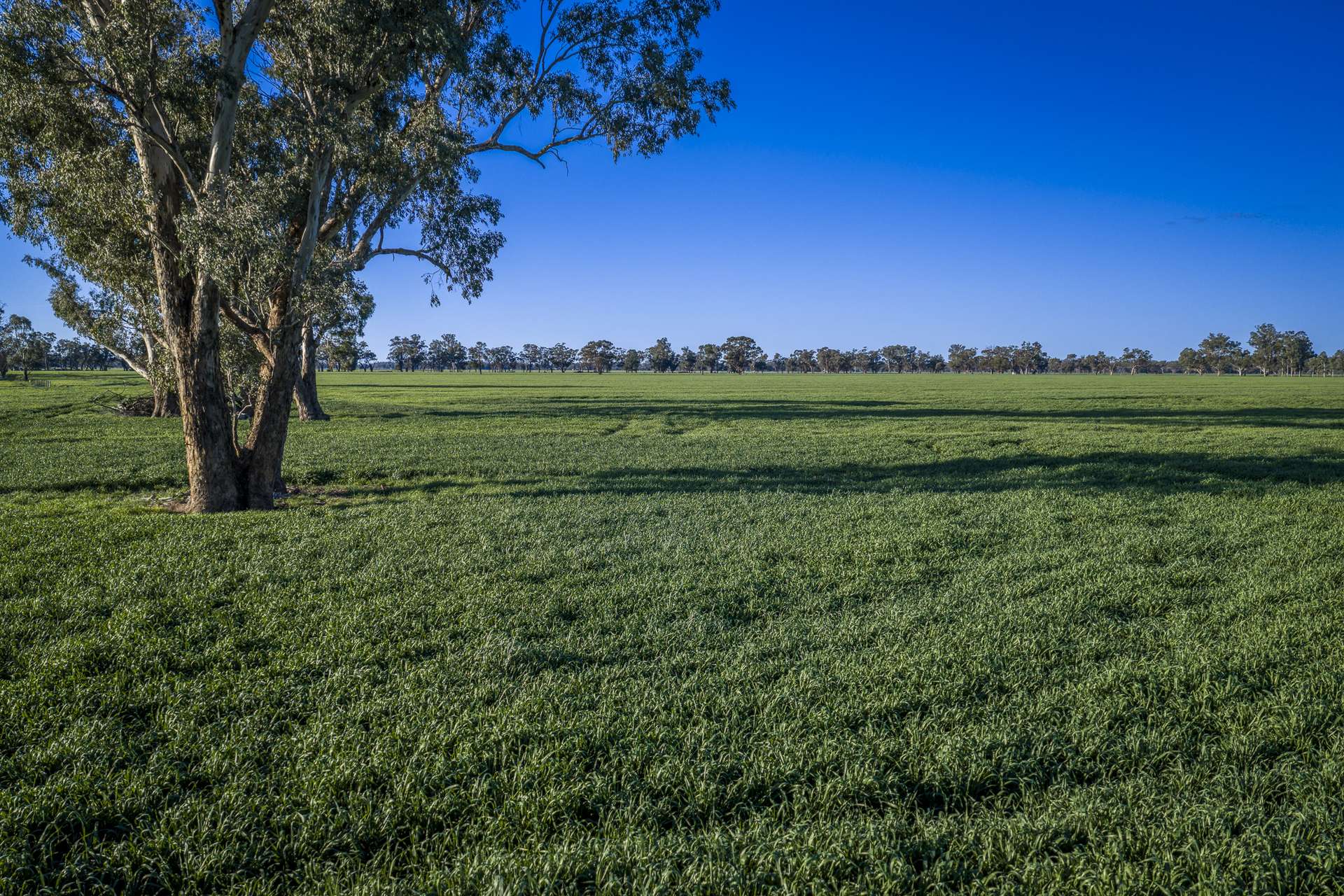 1048 Warren Road, Narromine Auction by Farmbuy.com - image 11