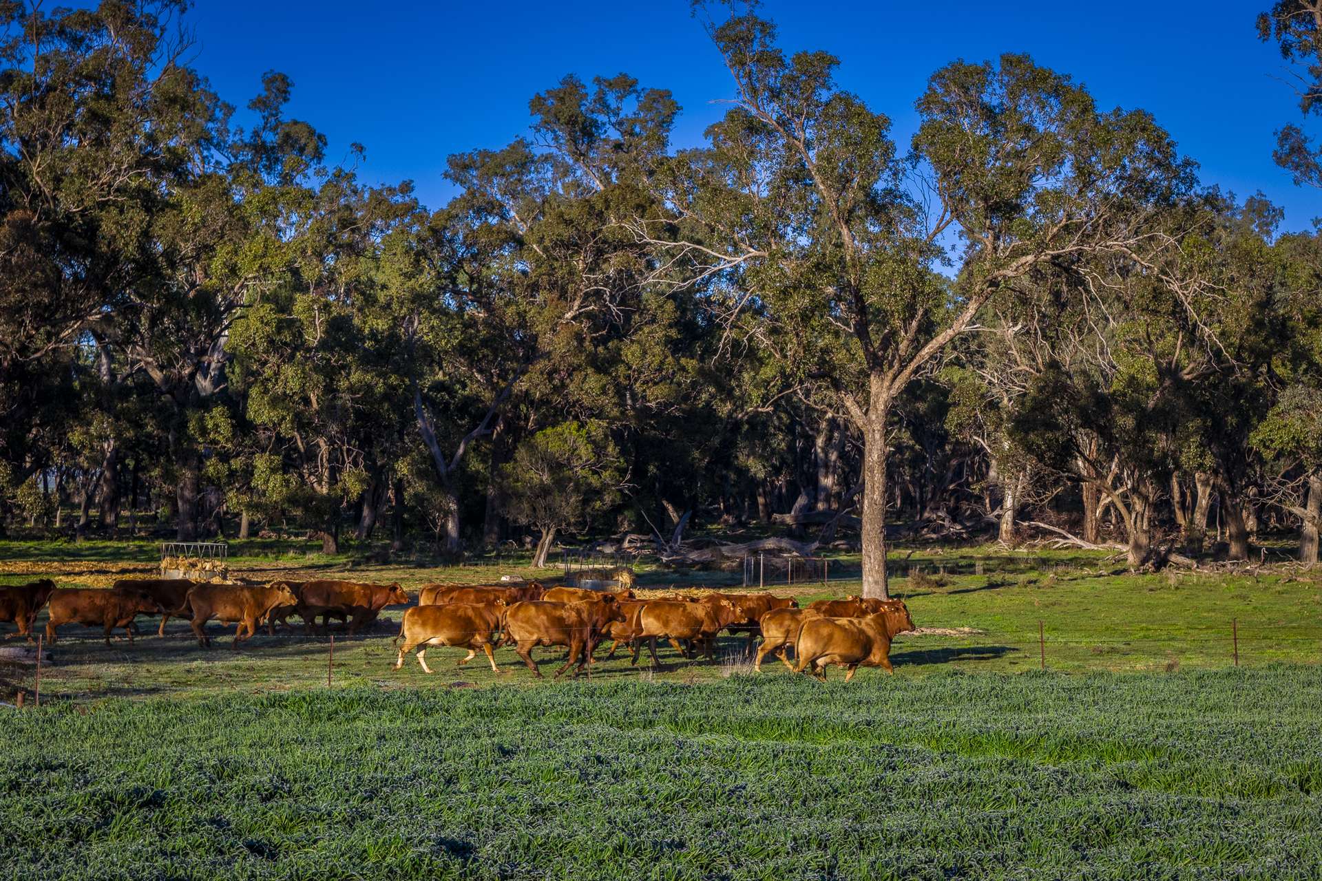 1048 Warren Road, Narromine Auction by Farmbuy.com - image 23