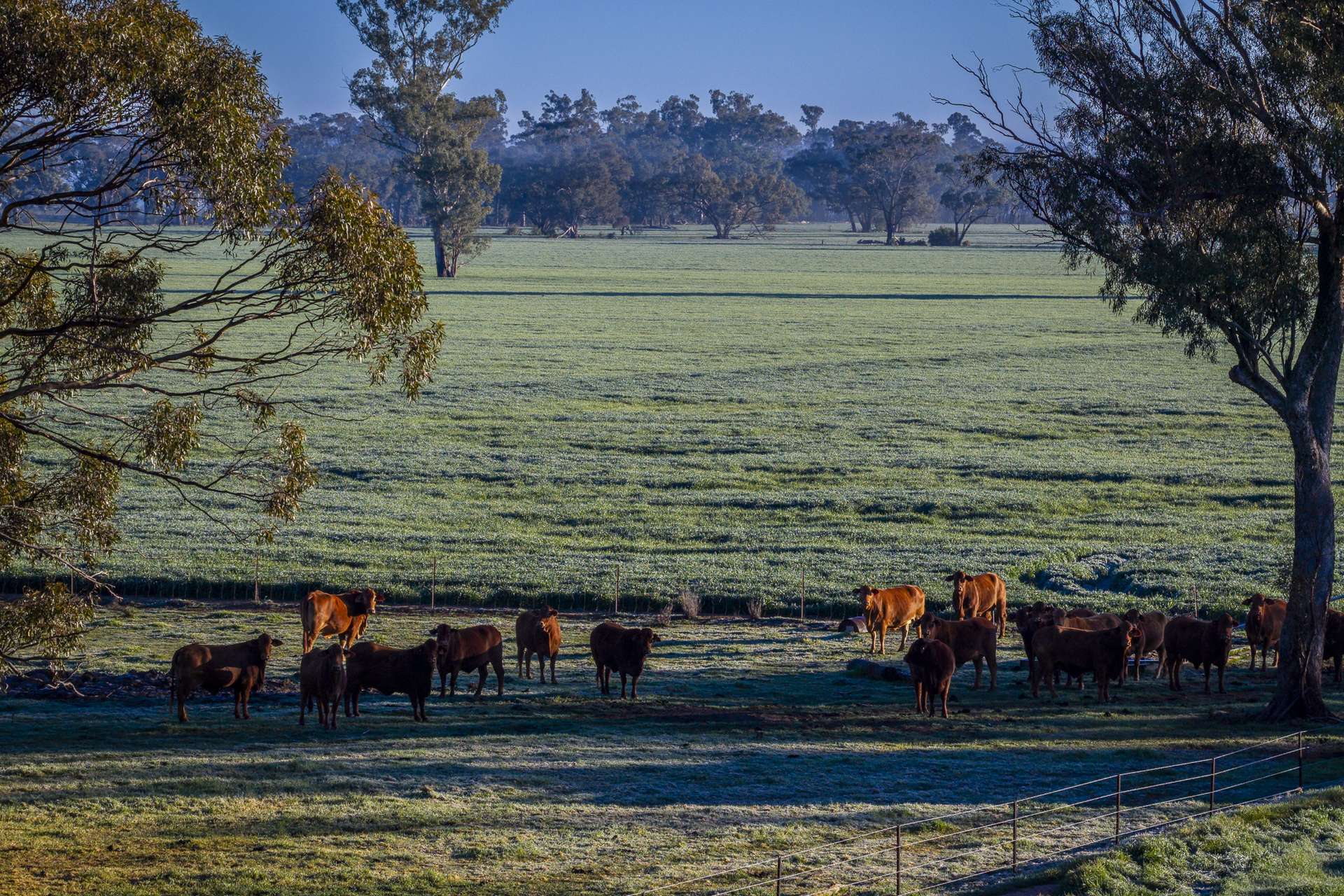 1048 Warren Road, Narromine Auction by Farmbuy.com - image 22