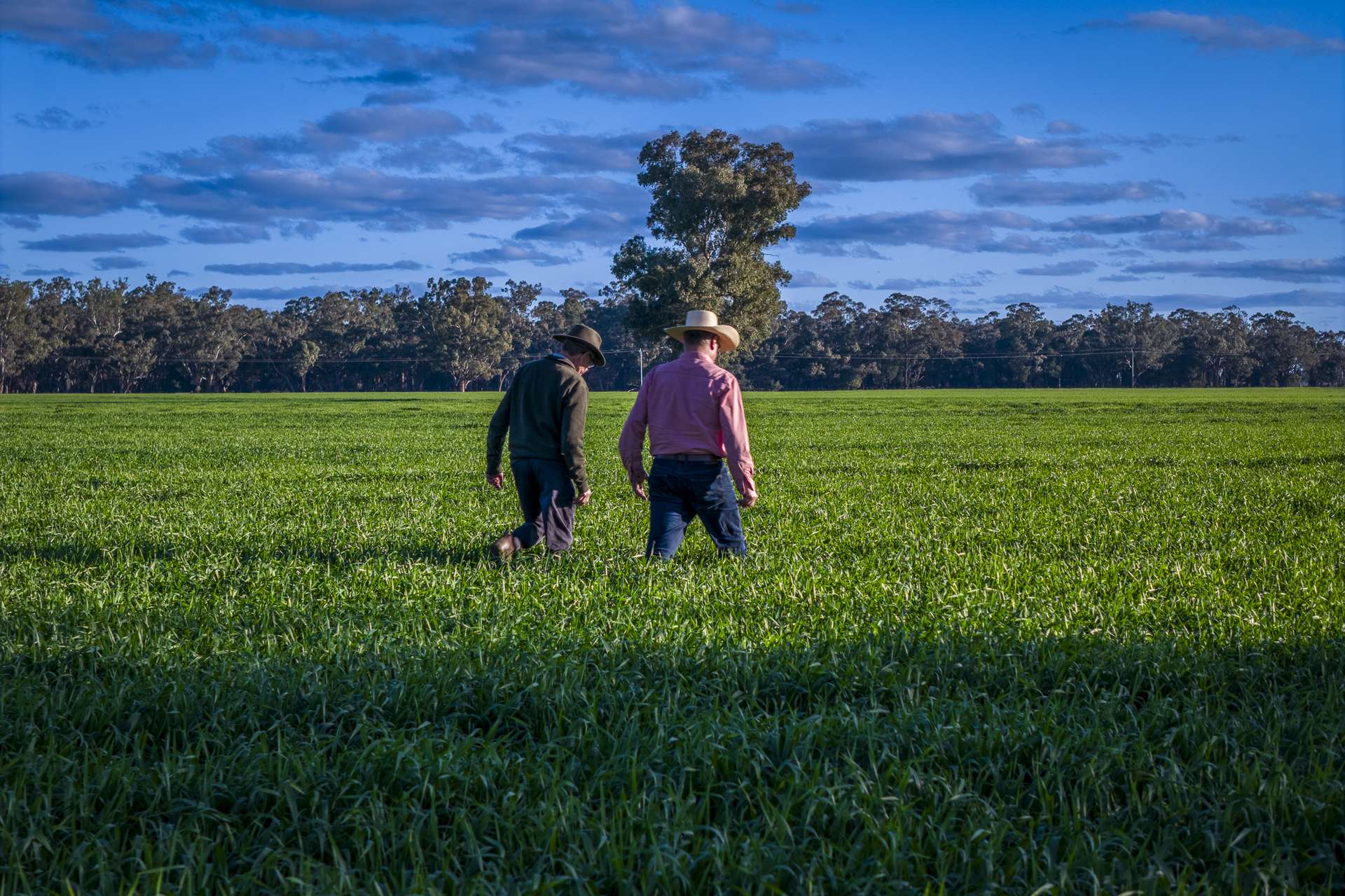 1048 Warren Road, Narromine Auction by Farmbuy.com - image 12