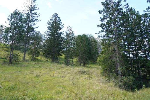 Farm For Sale - NSW - Homeleigh - 2474 - HIDDEN VALLEY 