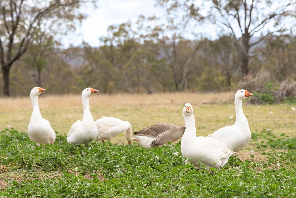 139 Valewood Road, Geham For Sale by Farmbuy.com - image 17
