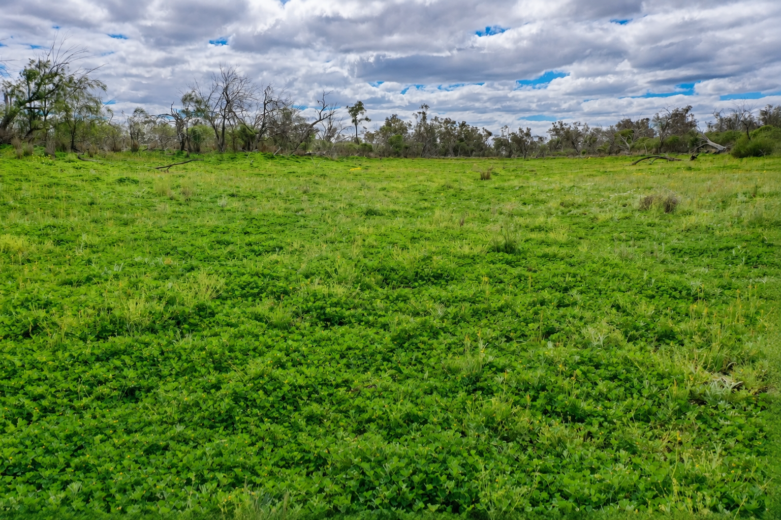 2906 Wilby Wilby Road, Cumborah Auction by Farmbuy.com - image 8
