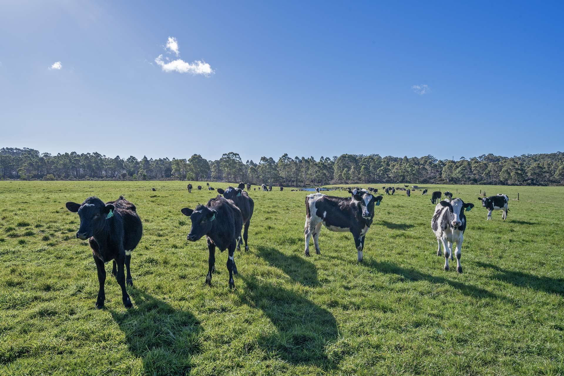 300 Coopers Road, Rocky Cape For Sale by Farmbuy.com - image 3