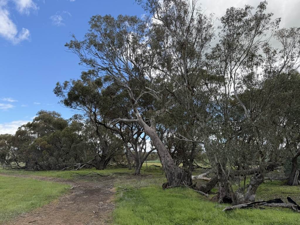 Lot 803 Trews Road, Daliak For Sale by Farmbuy.com - image 14