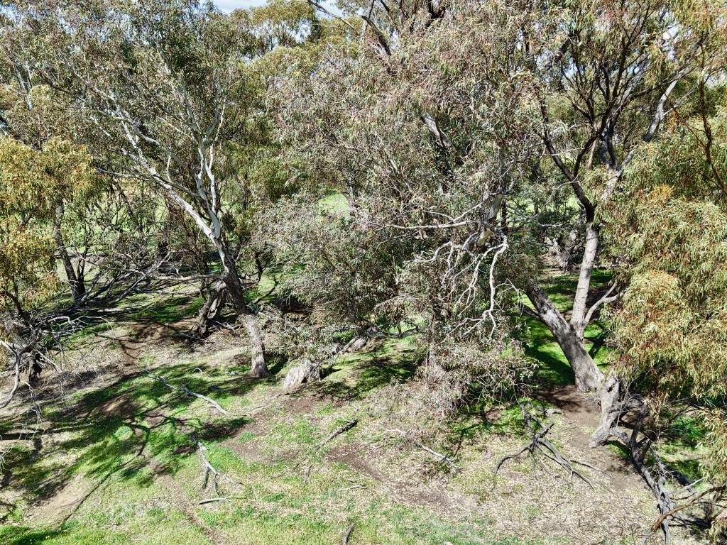 Lot 803 Trews Road, Daliak For Sale by Farmbuy.com - image 16