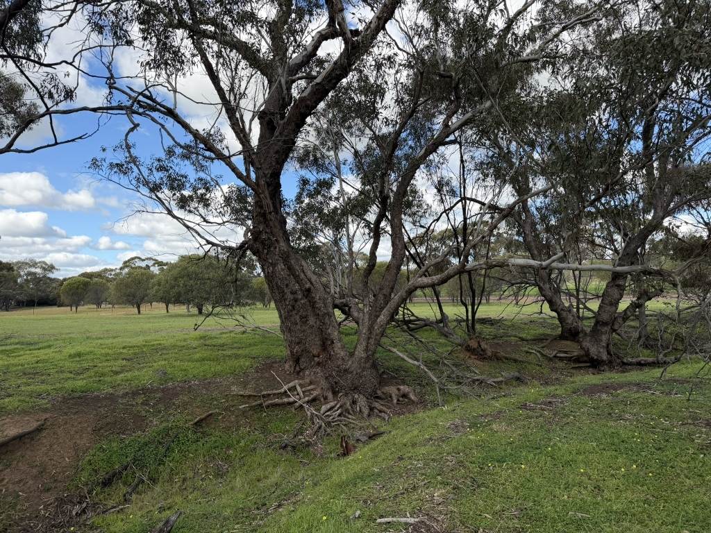 Lot 803 Trews Road, Daliak For Sale by Farmbuy.com - image 17