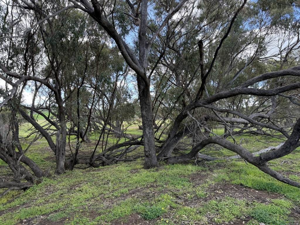Lot 803 Trews Road, Daliak For Sale by Farmbuy.com - image 18