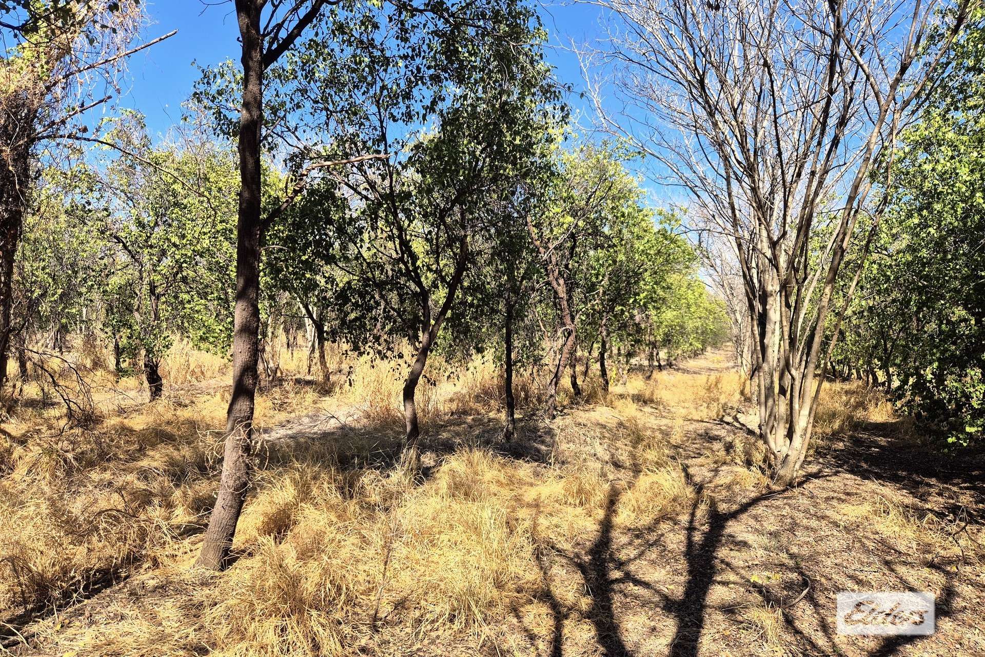 254 Oolrui Road, Kununurra For Sale by Farmbuy.com - image 3