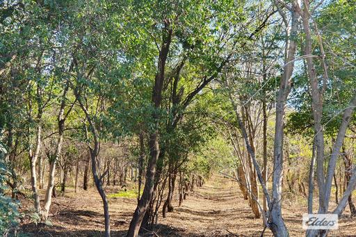 Farm For Sale - WA - Kununurra - 6743 - INDIAN SANDALWOOD – MAJOR STANDING CROP OPPORTUNITY 