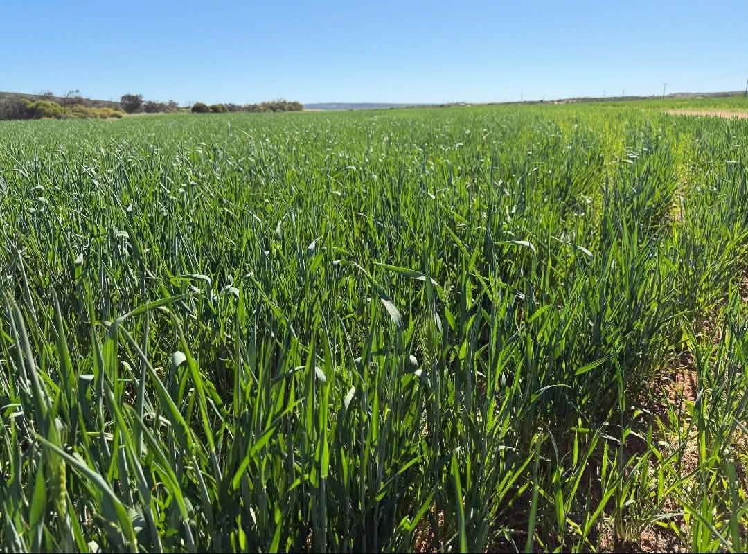 Lot 51 Northampton Port Gregory Road, Yallabatharra For Sale by Farmbuy.com - image 13