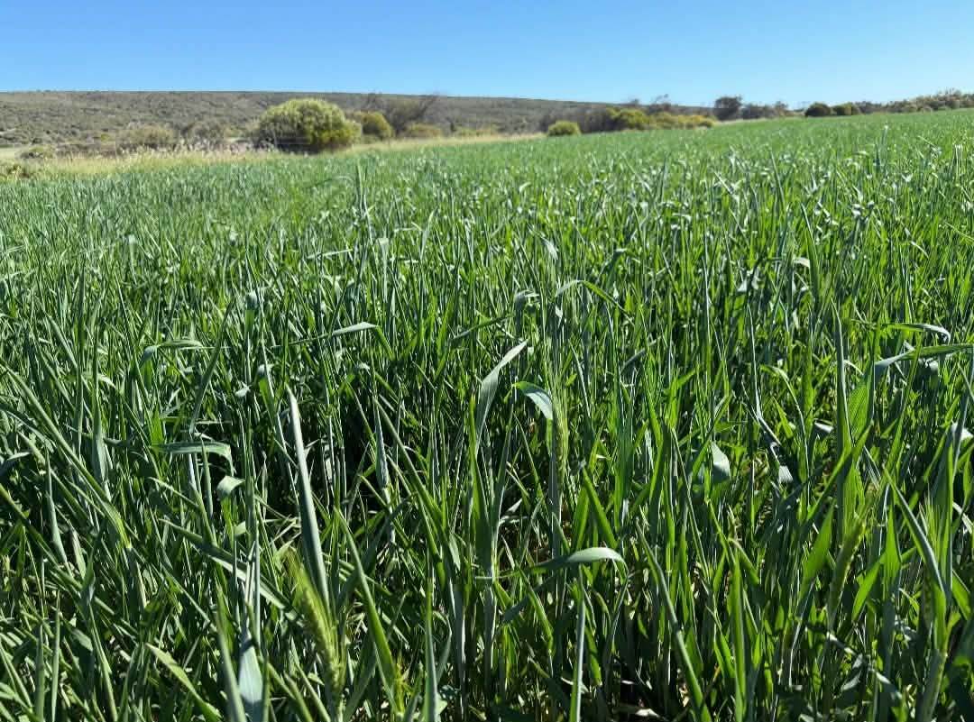 Lot 51 Northampton Port Gregory Road, Yallabatharra For Sale by Farmbuy.com - image 12