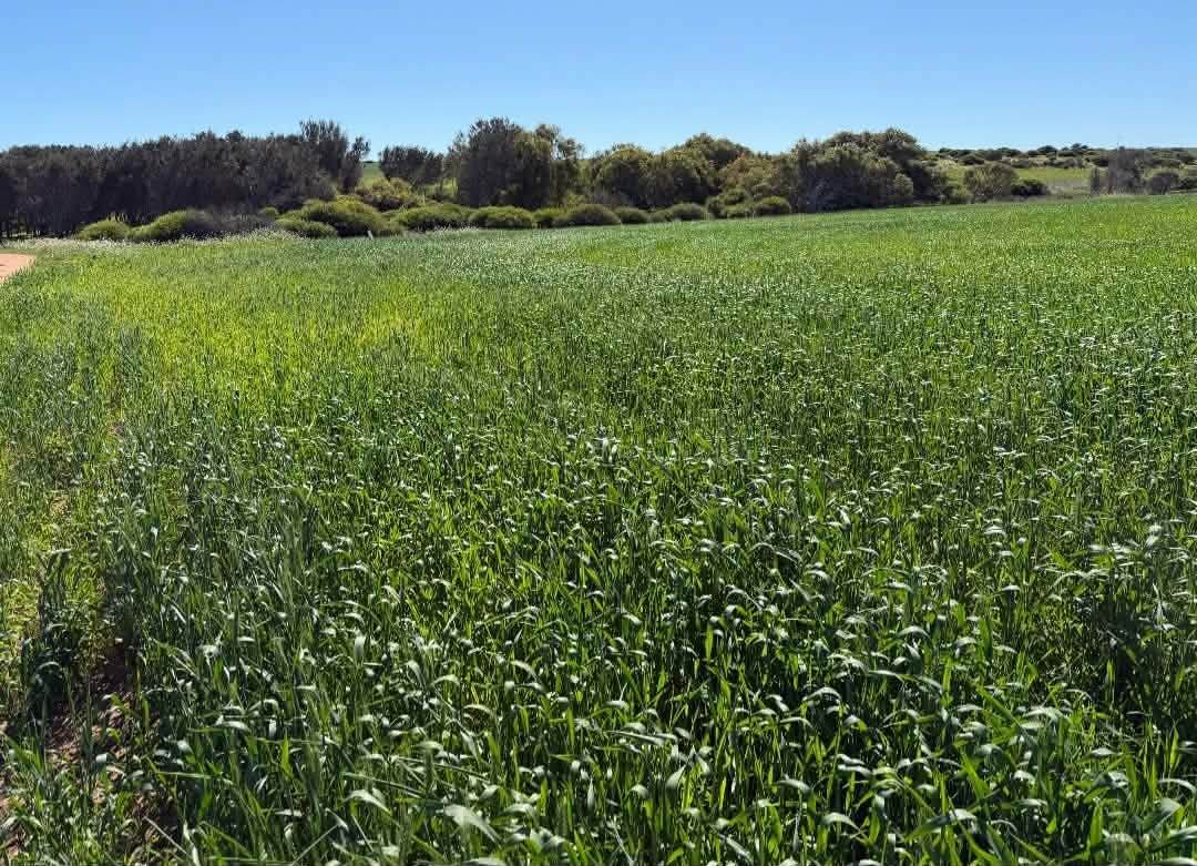 Lot 51 Northampton Port Gregory Road, Yallabatharra For Sale by Farmbuy.com - image 10