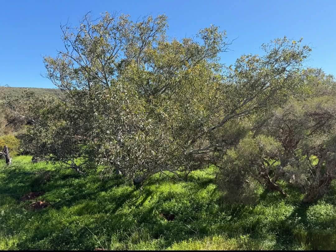 Lot 51 Northampton Port Gregory Road, Yallabatharra For Sale by Farmbuy.com - image 8